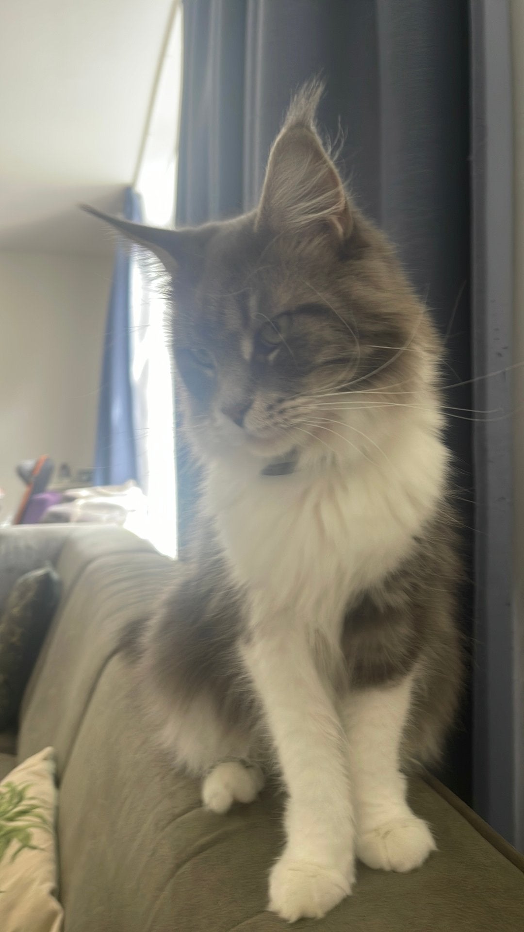 Maine Coon Poes voor fok or compagnie, Poes, Met stamboom, 0 tot 2 jaar