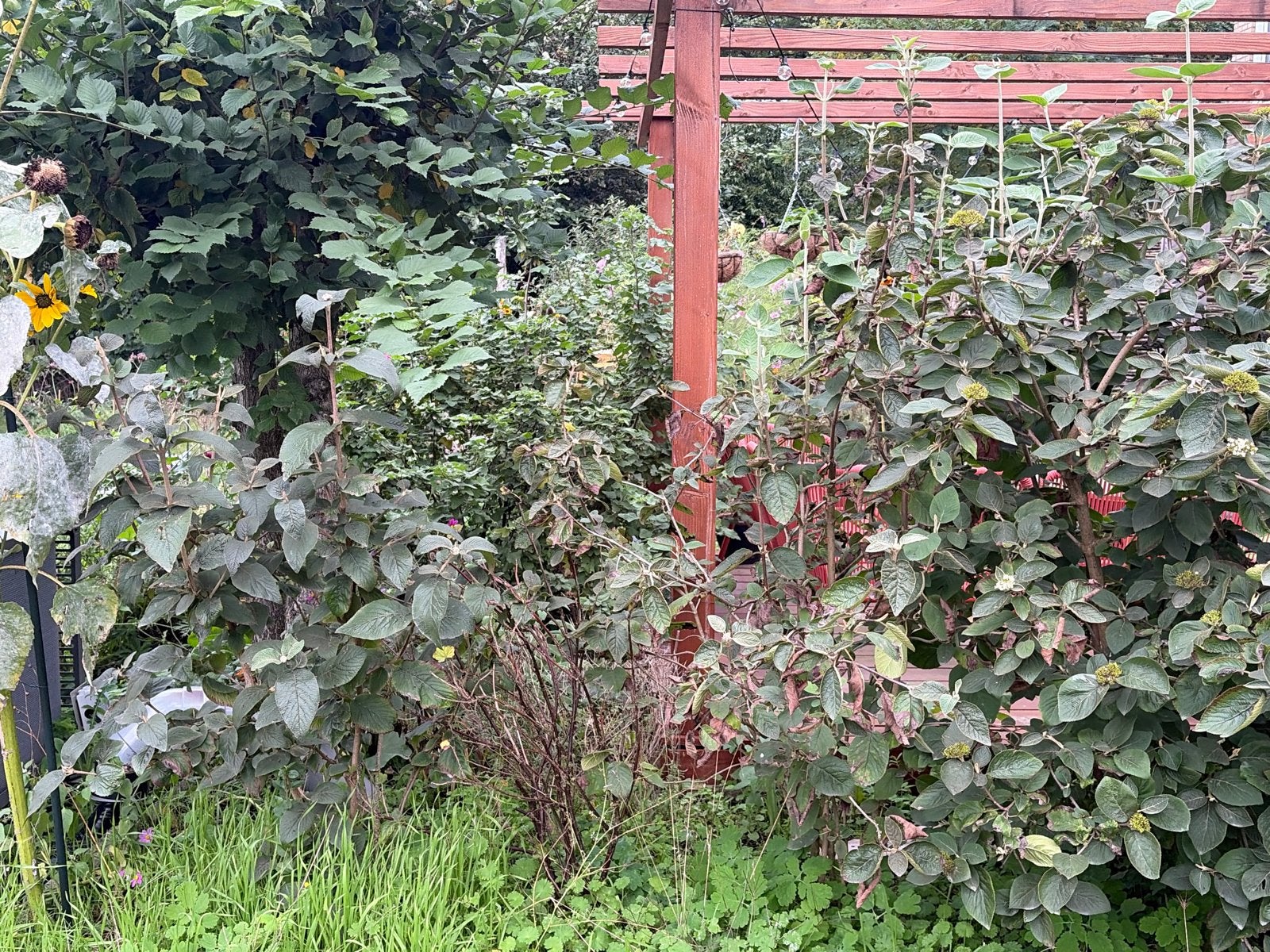 GRATIS Diverse tuinplanten en struiken, Vaste plant, Halfschaduw, Zomer, Ophalen