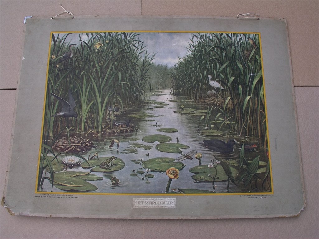 Schoolplaat Het Naardermeer / In het bosch, Antiek en Kunst, Antiek | Schoolplaten, Ophalen, Natuur en Biologie