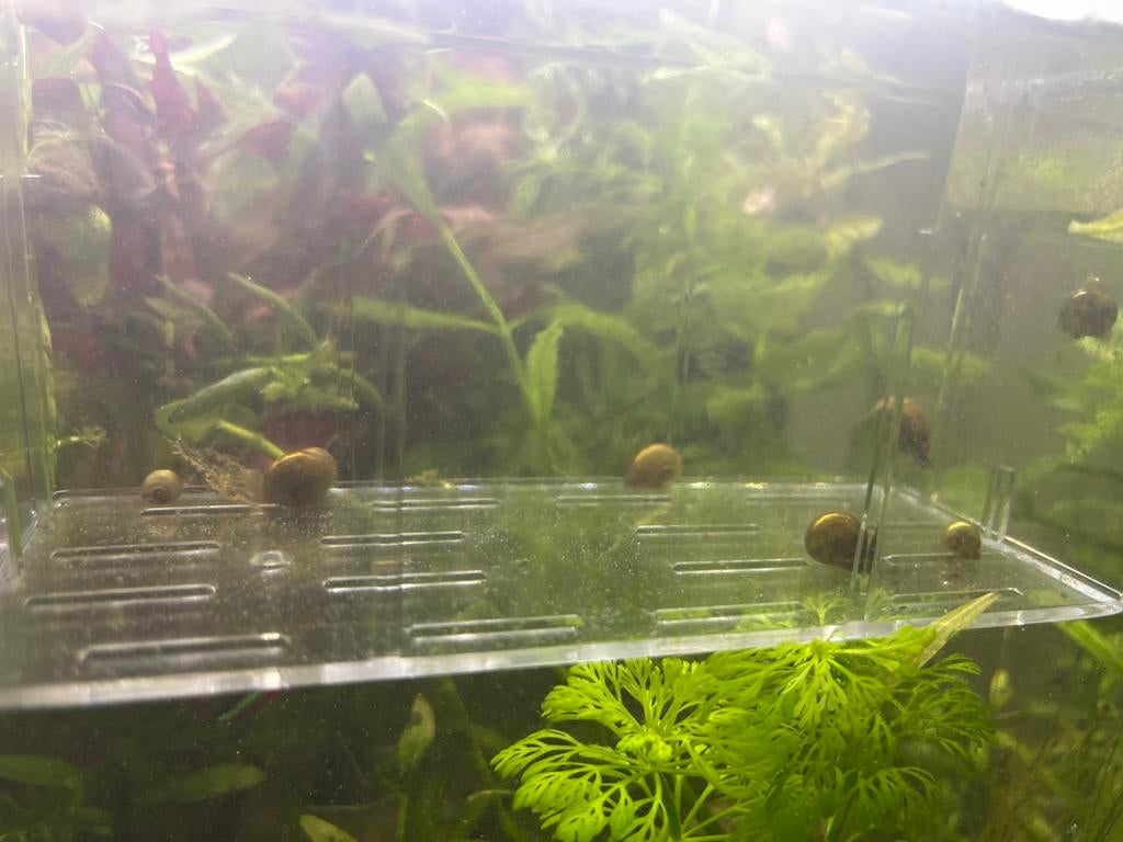 Slakken voor in aquarium, Dieren en Toebehoren, Ophalen of Verzenden