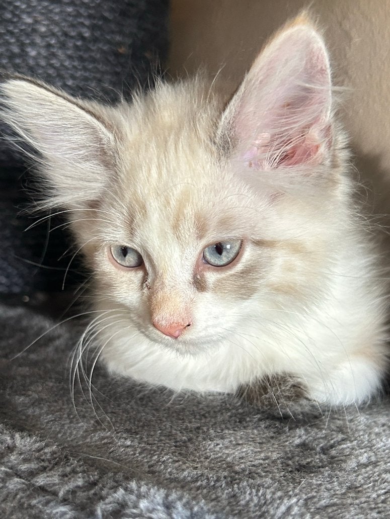 Maine Coon kittens XL mogen naar een nieuw huisje, Dieren en Toebehoren, Meerdere dieren, Ontwormd, 0 tot 2 jaar