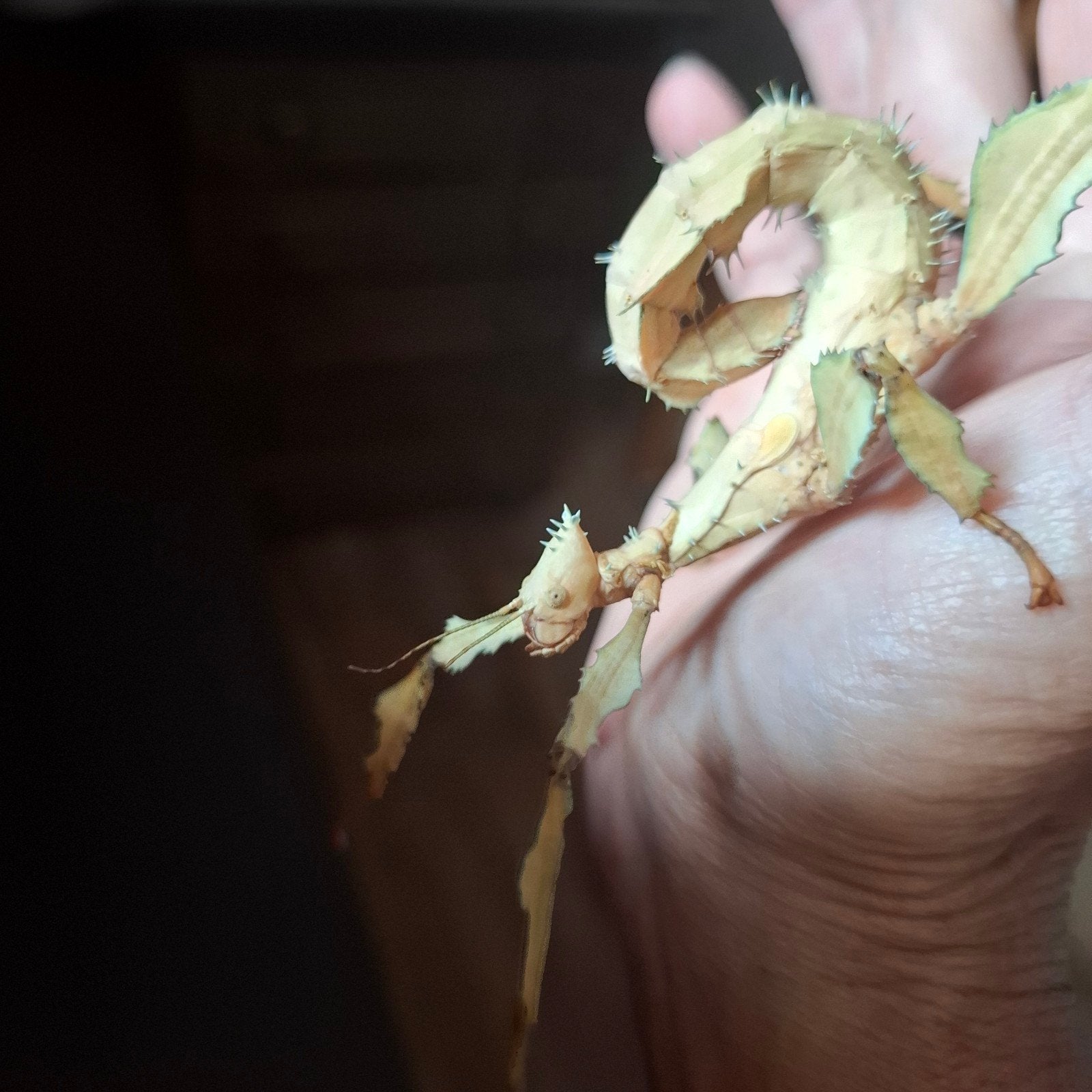 Extatosoma Tiaratum  wandelende takken vakantie aanbieding, Dieren en Toebehoren
