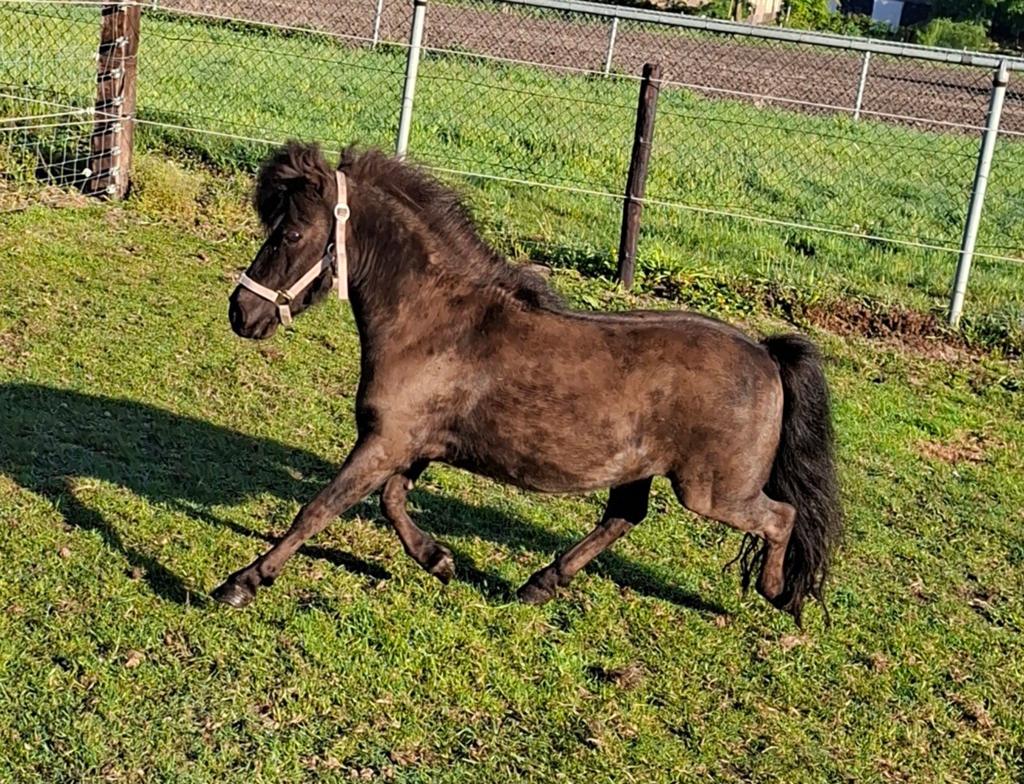 Shetlander merrie  ( nieuwe advertentie  18 mei ), Merrie, A pony (tot 1.17m), 0 tot 2 jaar