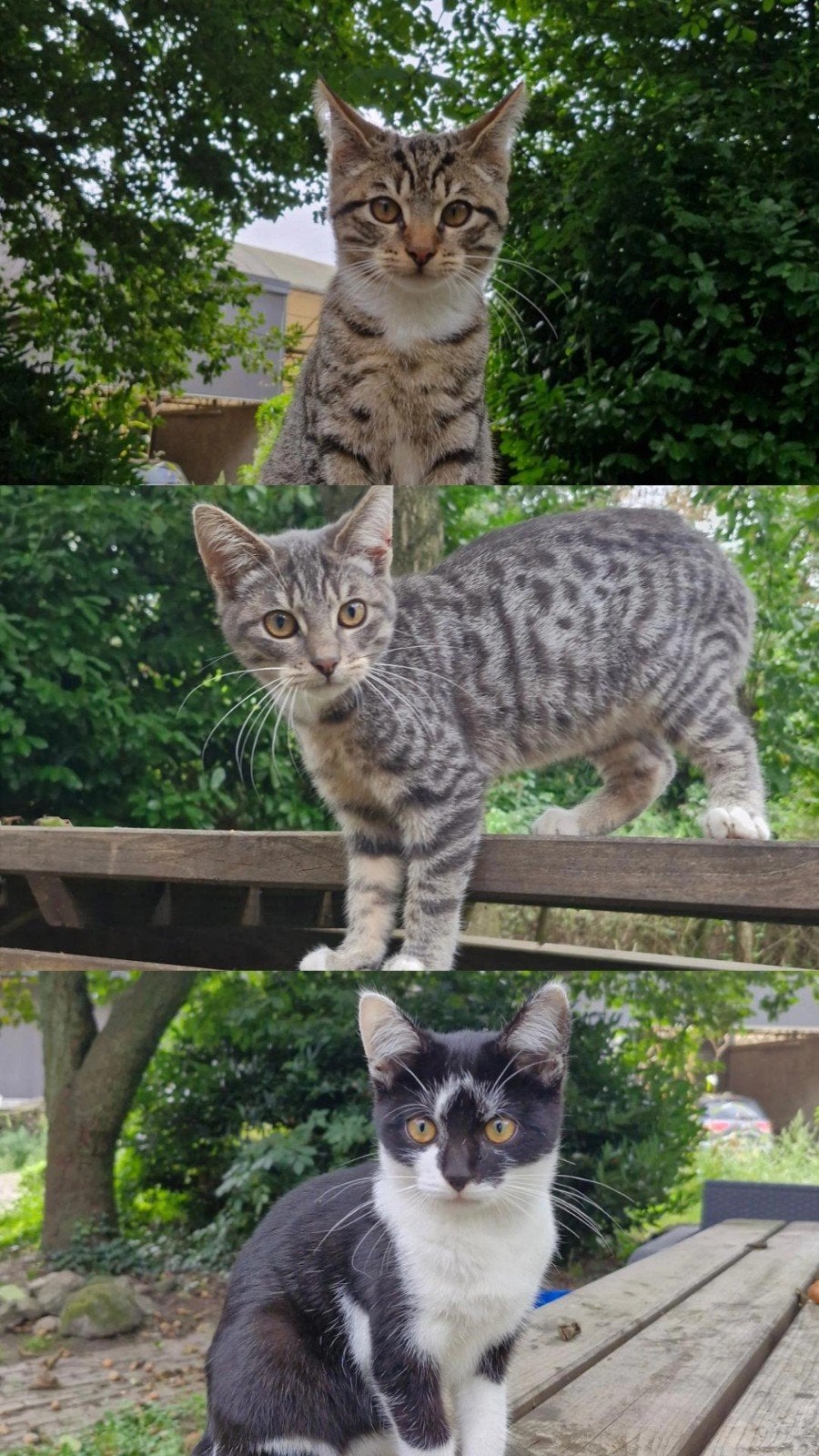 Boerderij Kittens, 0 tot 2 jaar