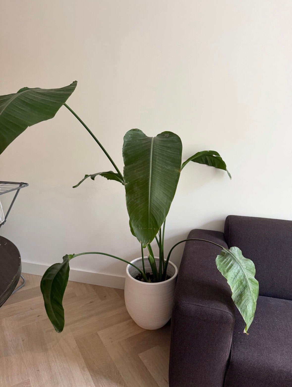 Kamerplant, Huis en Inrichting, Kamerplanten, Ophalen, Halfschaduw