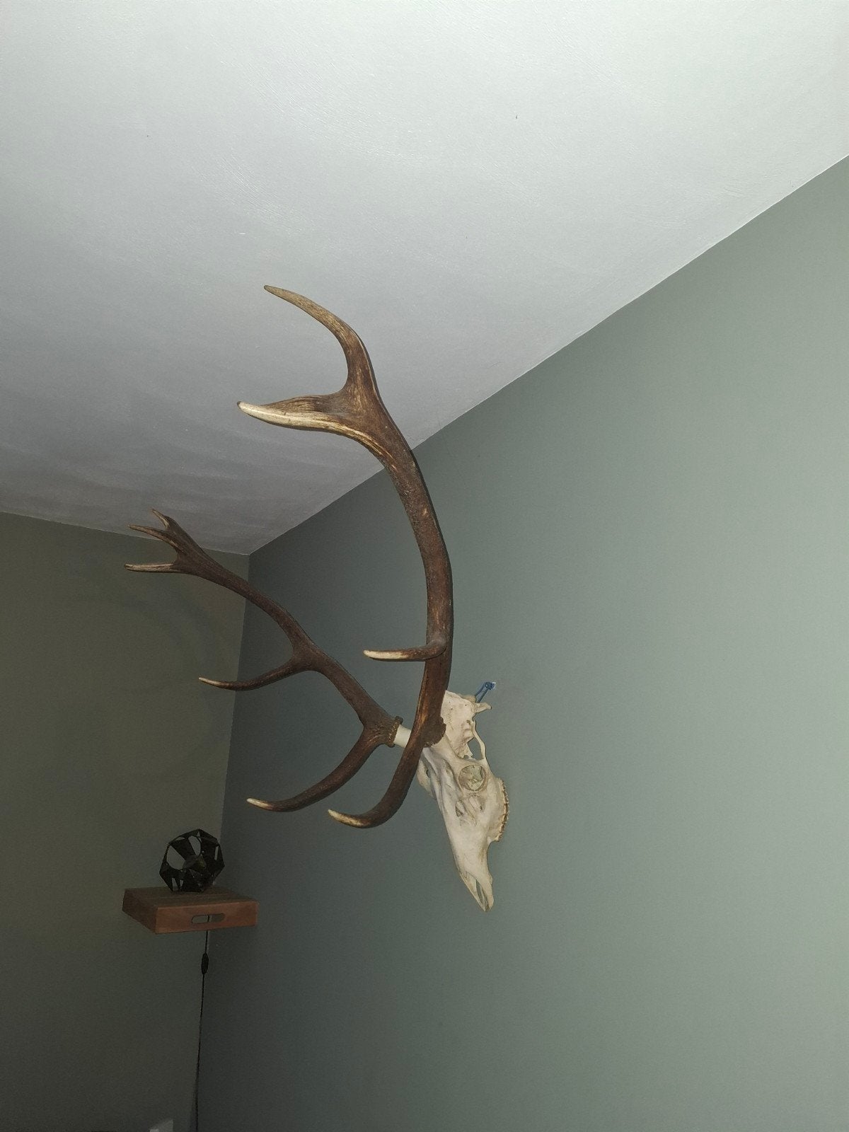 Groot herten gewei met schedel - Mooie wanddecoratie, Ophalen of Verzenden, Gebruikt, Hert, Gewei of Kop