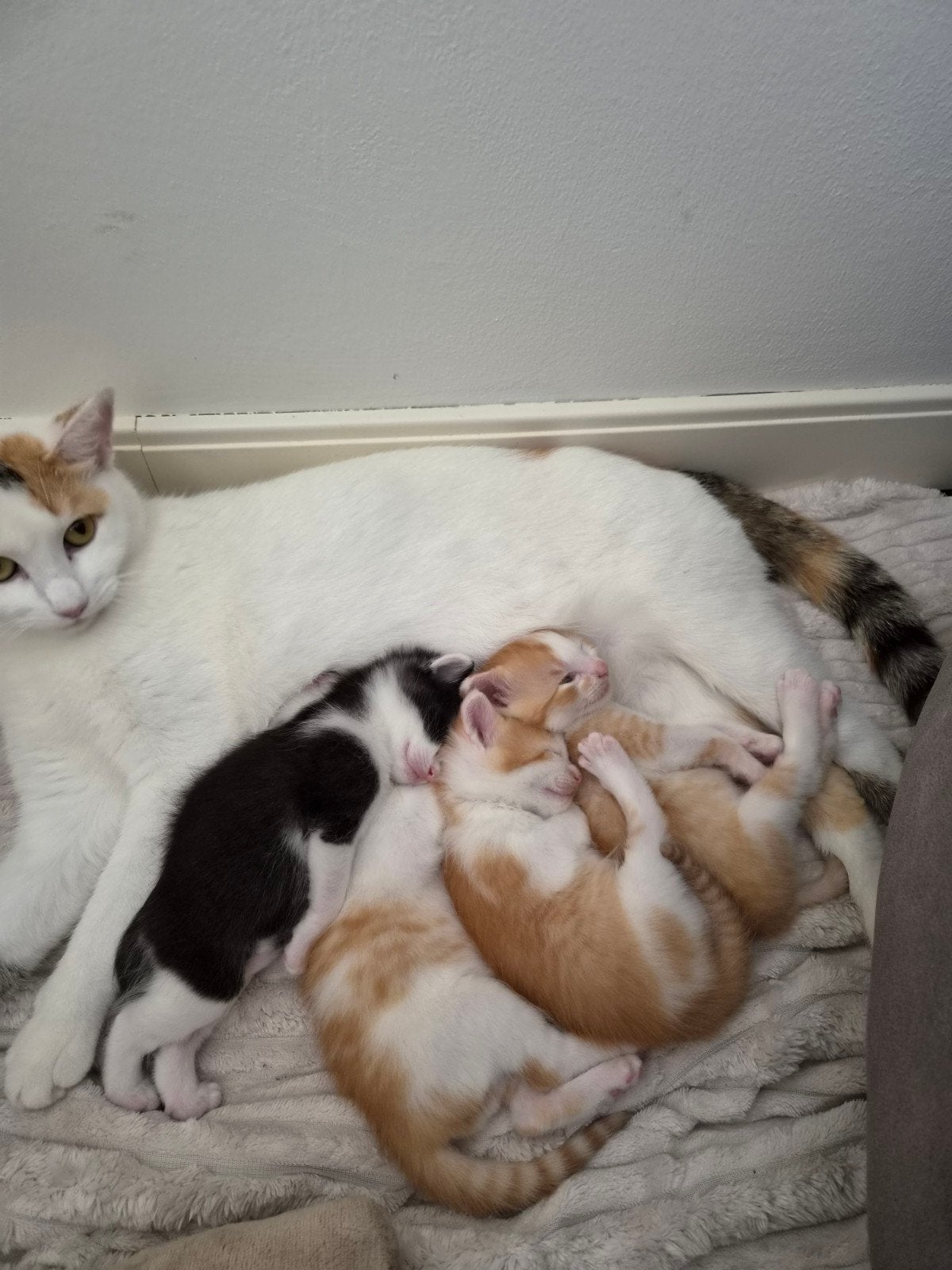 Ragdoll x Europeese korthaar kittens, Meerdere dieren