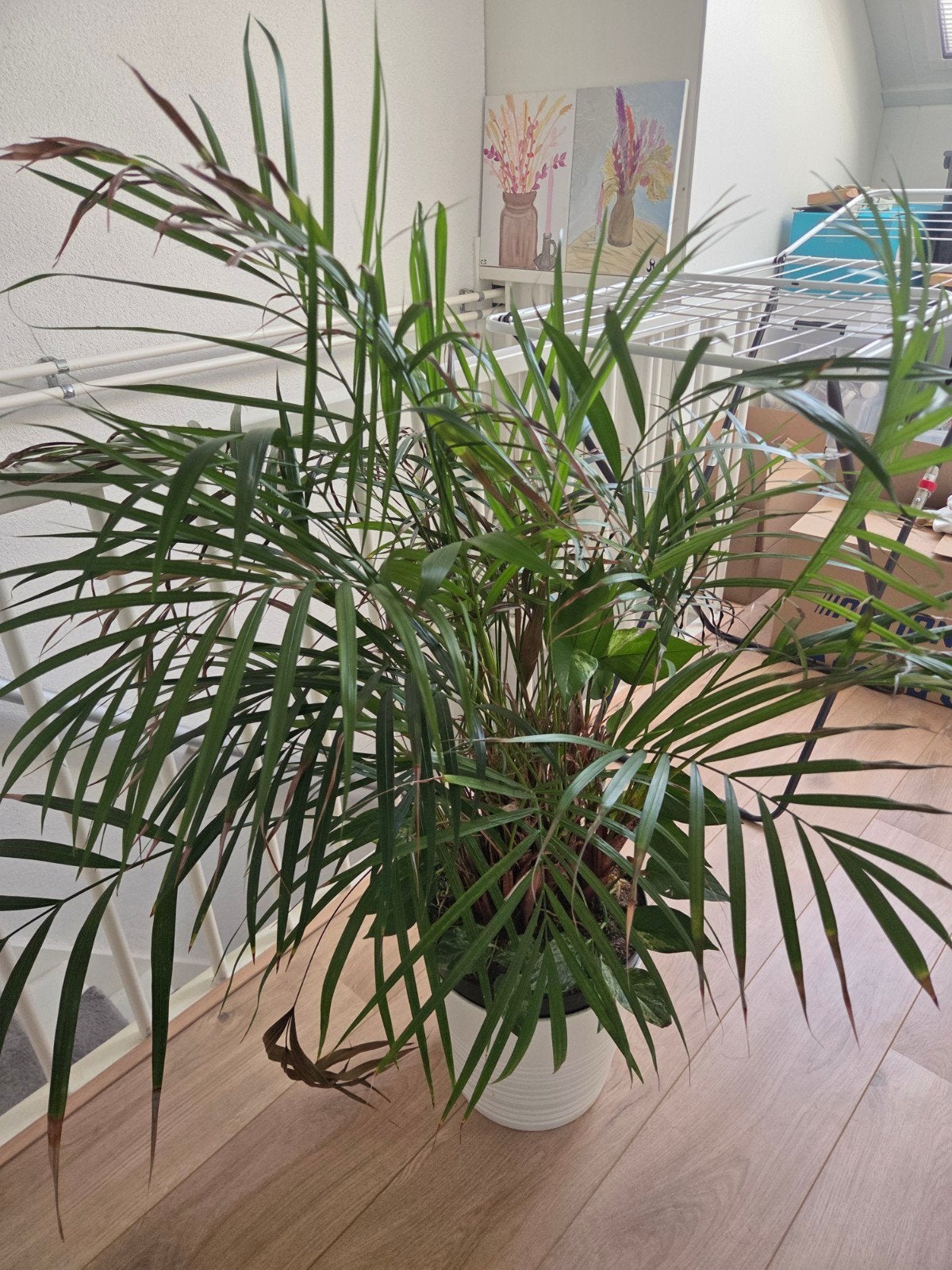 palm incl pot, Ophalen, Halfschaduw, Minder dan 100 cm