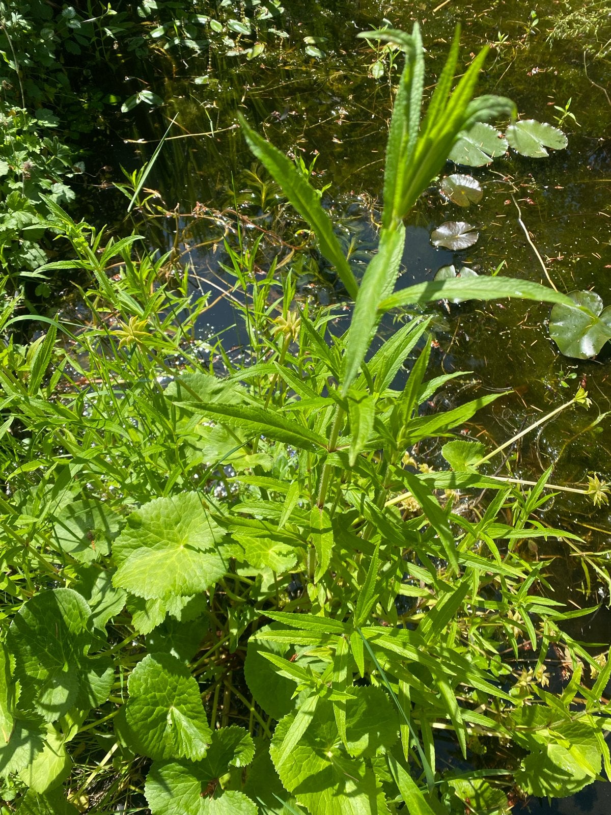 Moerasandoorn voor vijver of waterpartij, Ophalen, Volle zon, Vaste plant, Zomer