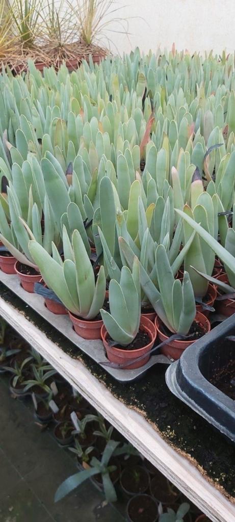 Vetplanten, Tuin en Terras, Ophalen of Verzenden, Eenjarig, Overige soorten, Volle zon
