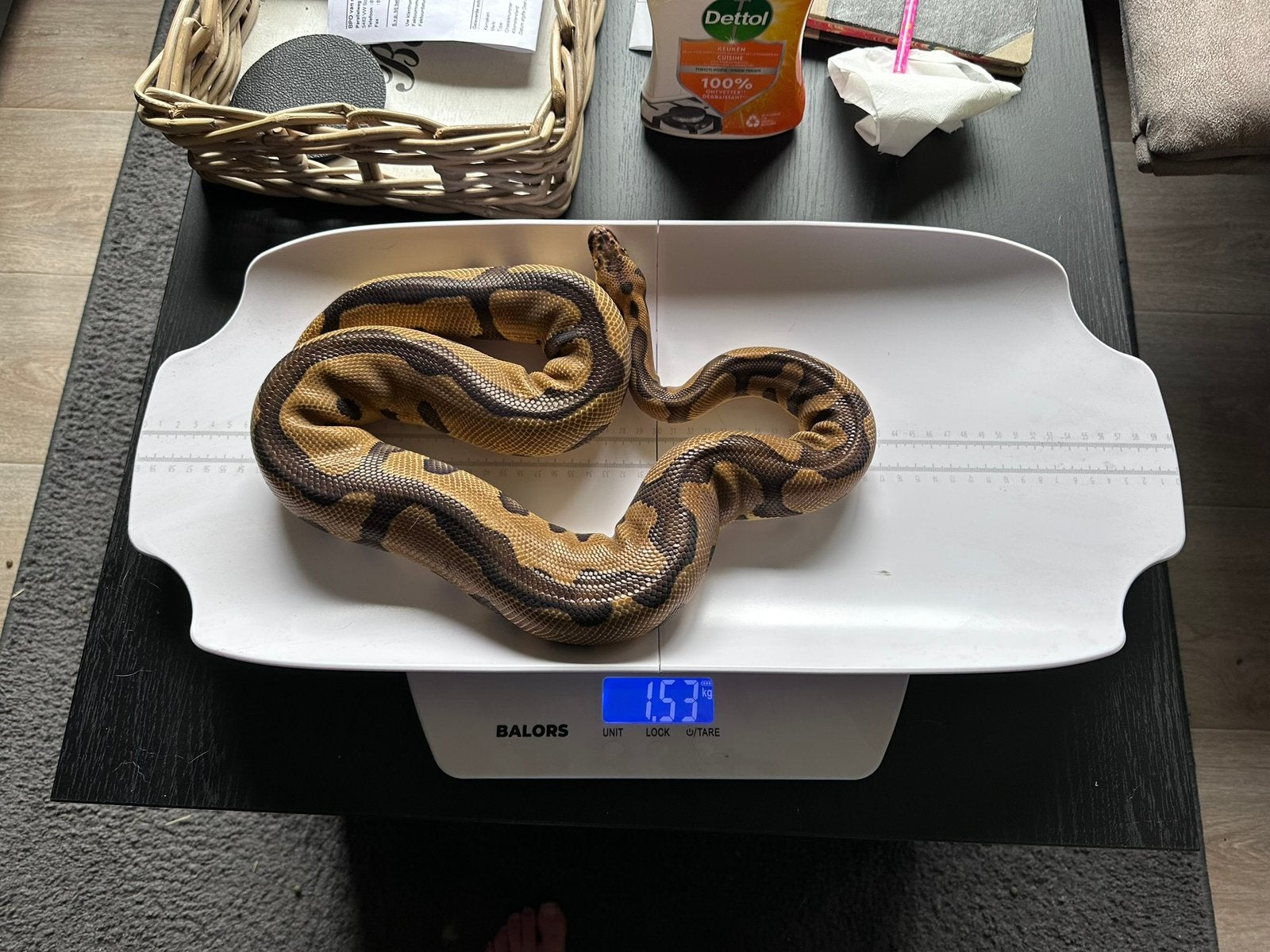 Ballpython - python regius Ball Python photo 2