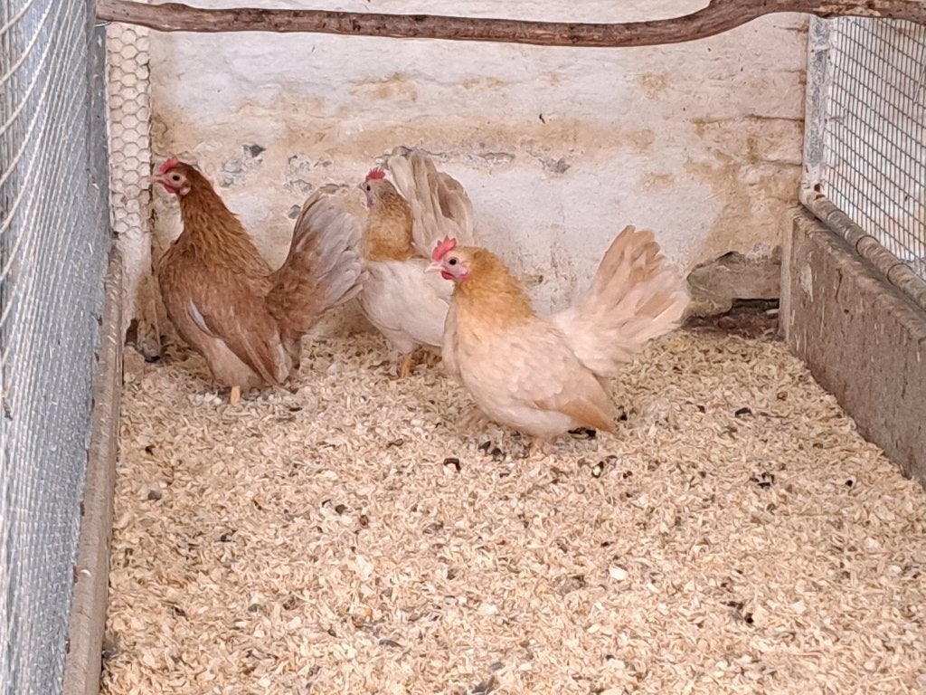 Serama hennen, Vrouwelijk, Kip