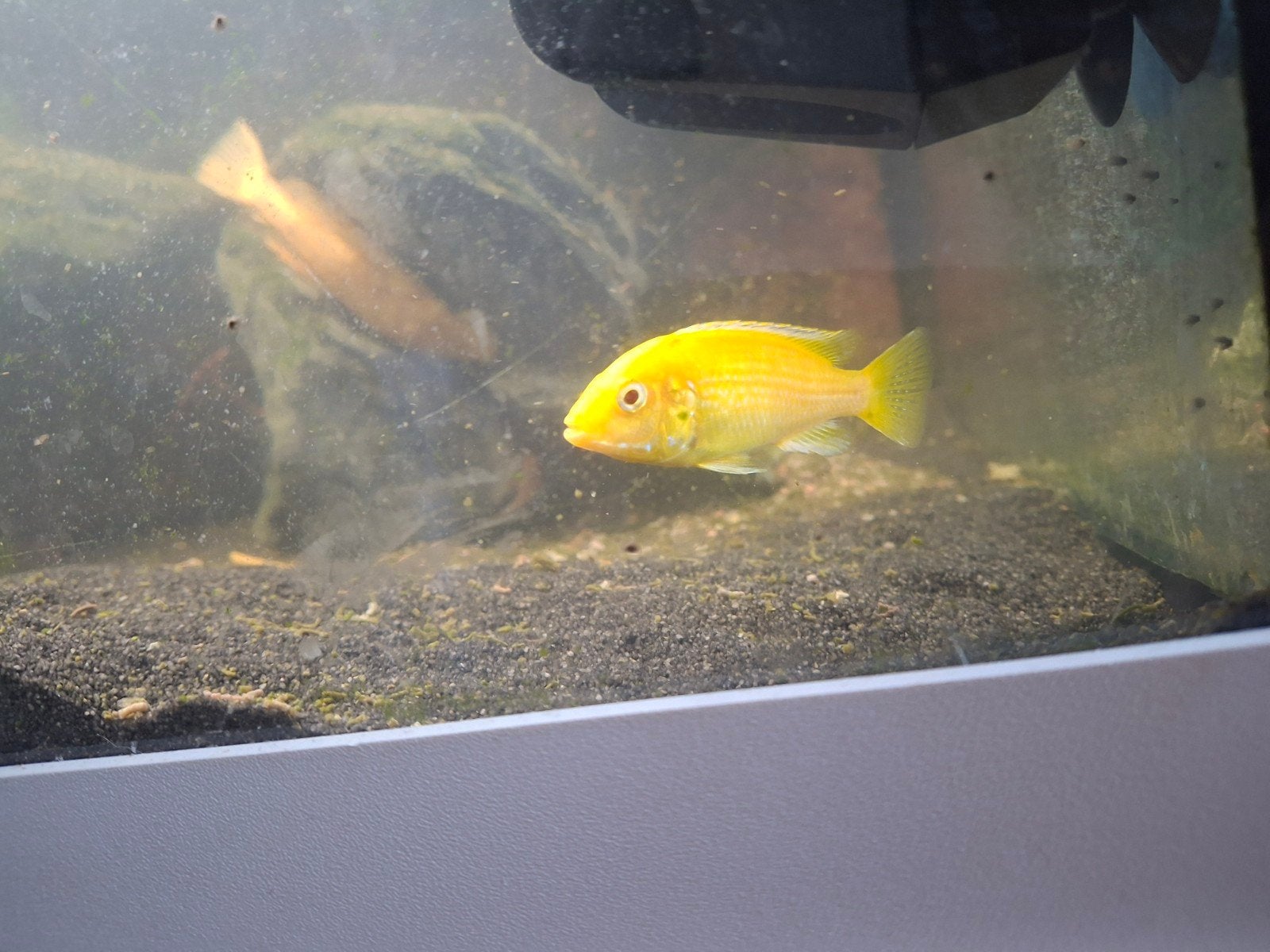 Gele Prinses (Labidochromis caeruleus), Dieren en Toebehoren, Vis, Zoetwatervis
