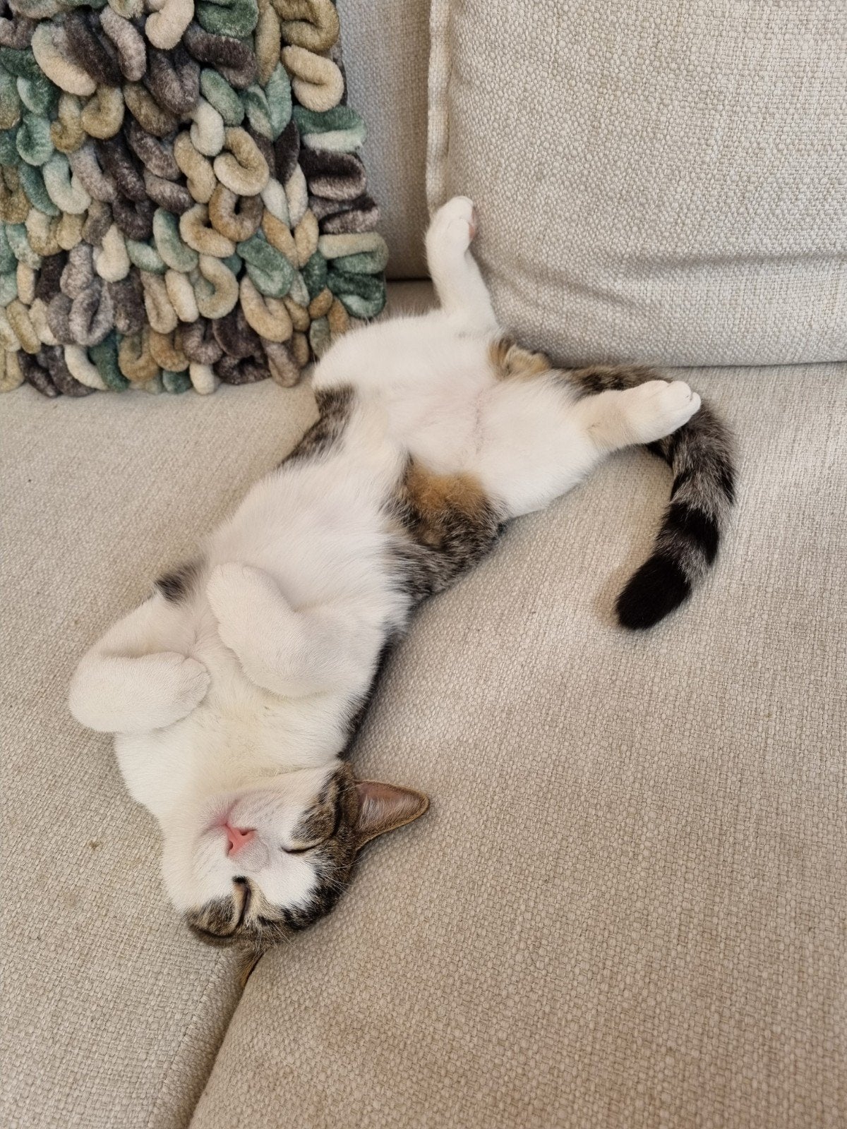 Broers zoeken thuis (6mnd), Kater, Gechipt, 0 tot 2 jaar