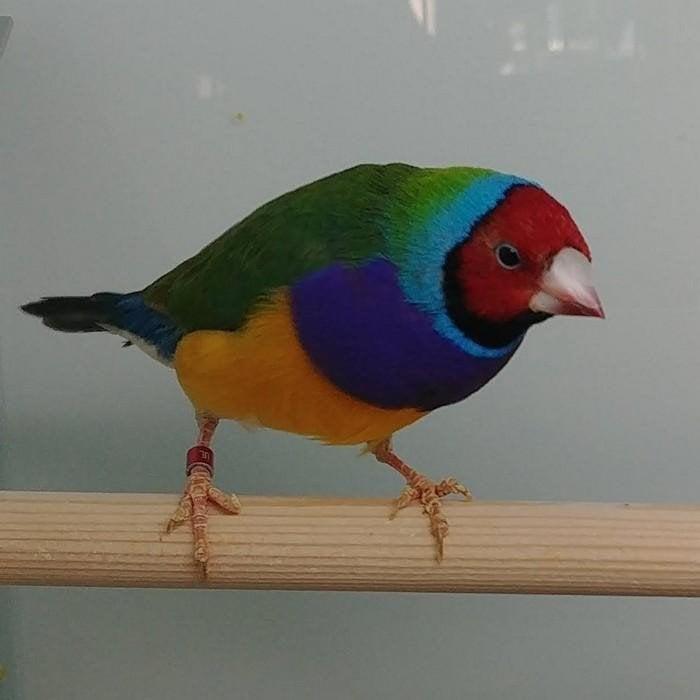 Erythrura gouldiae, Meerdere dieren