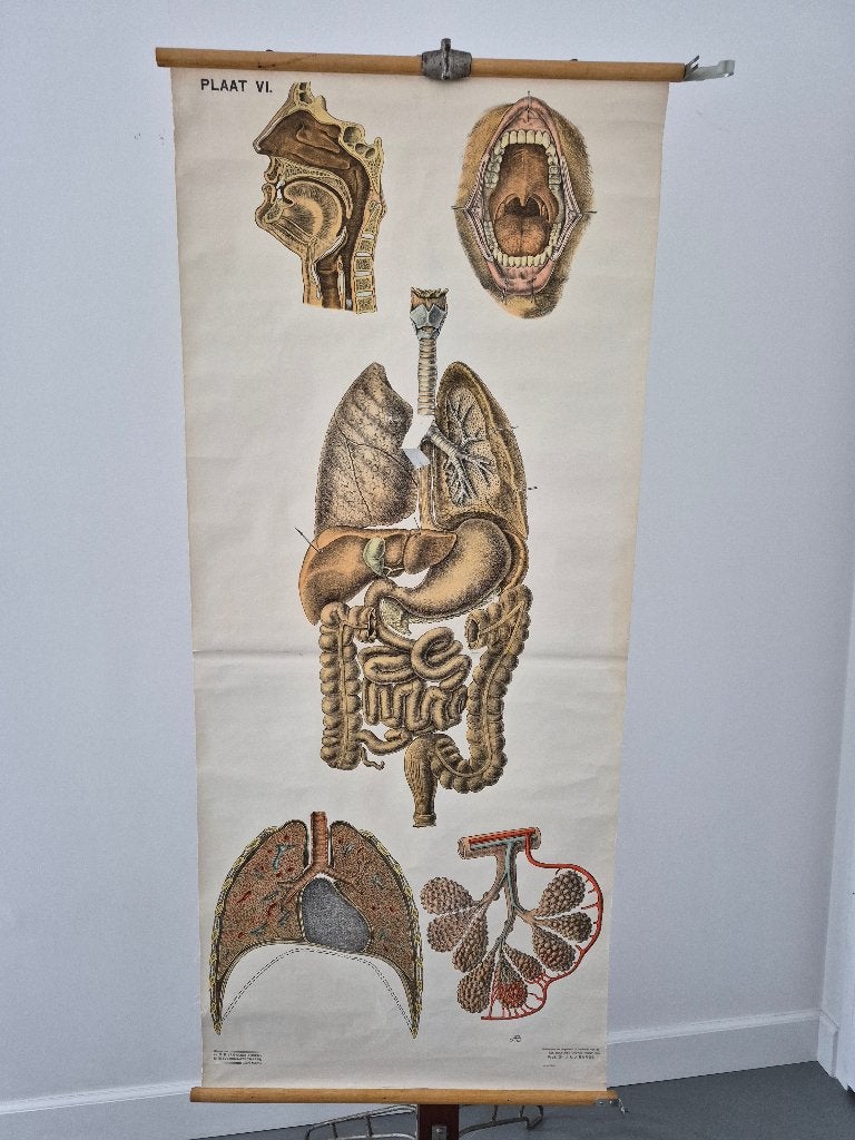 Mooie schoolkaart over ademhaling en spijsvertering, Antiek en Kunst, Antiek | Schoolplaten, Ophalen of Verzenden, Natuur en Biologie