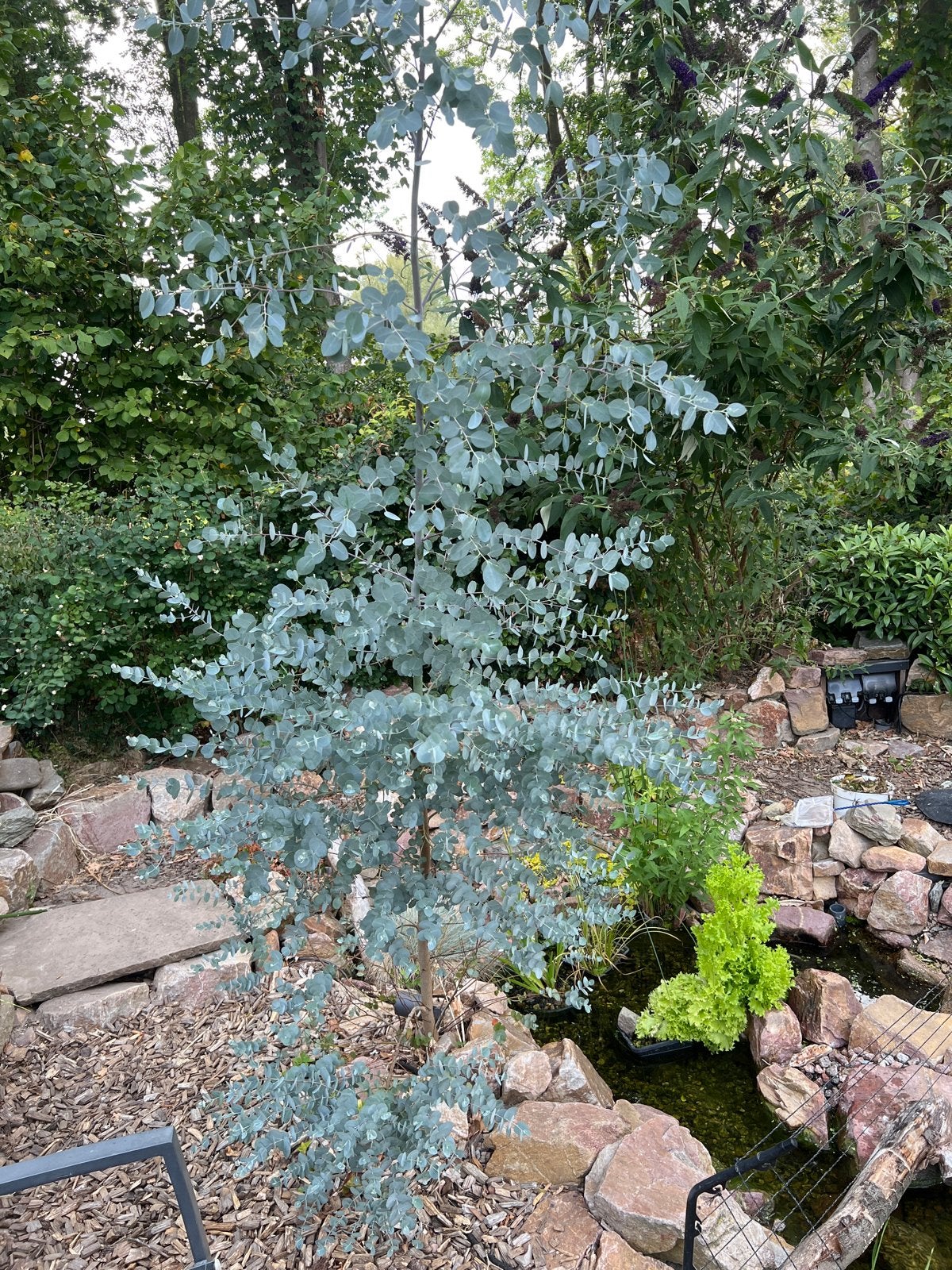 Eucalyptus boom - Blauwe Gomboom, Tuin en Terras, Planten | Bomen, Bloeit niet, Overige soorten, 250 tot 400 cm, Ophalen