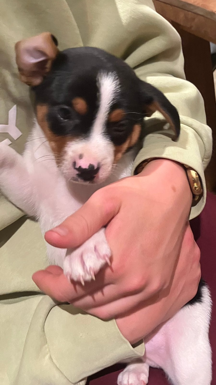 Lieve boerenfox pup, Dieren en Toebehoren, Jack Russell Terriër, Reu, 8 tot 15 weken, Eén hond