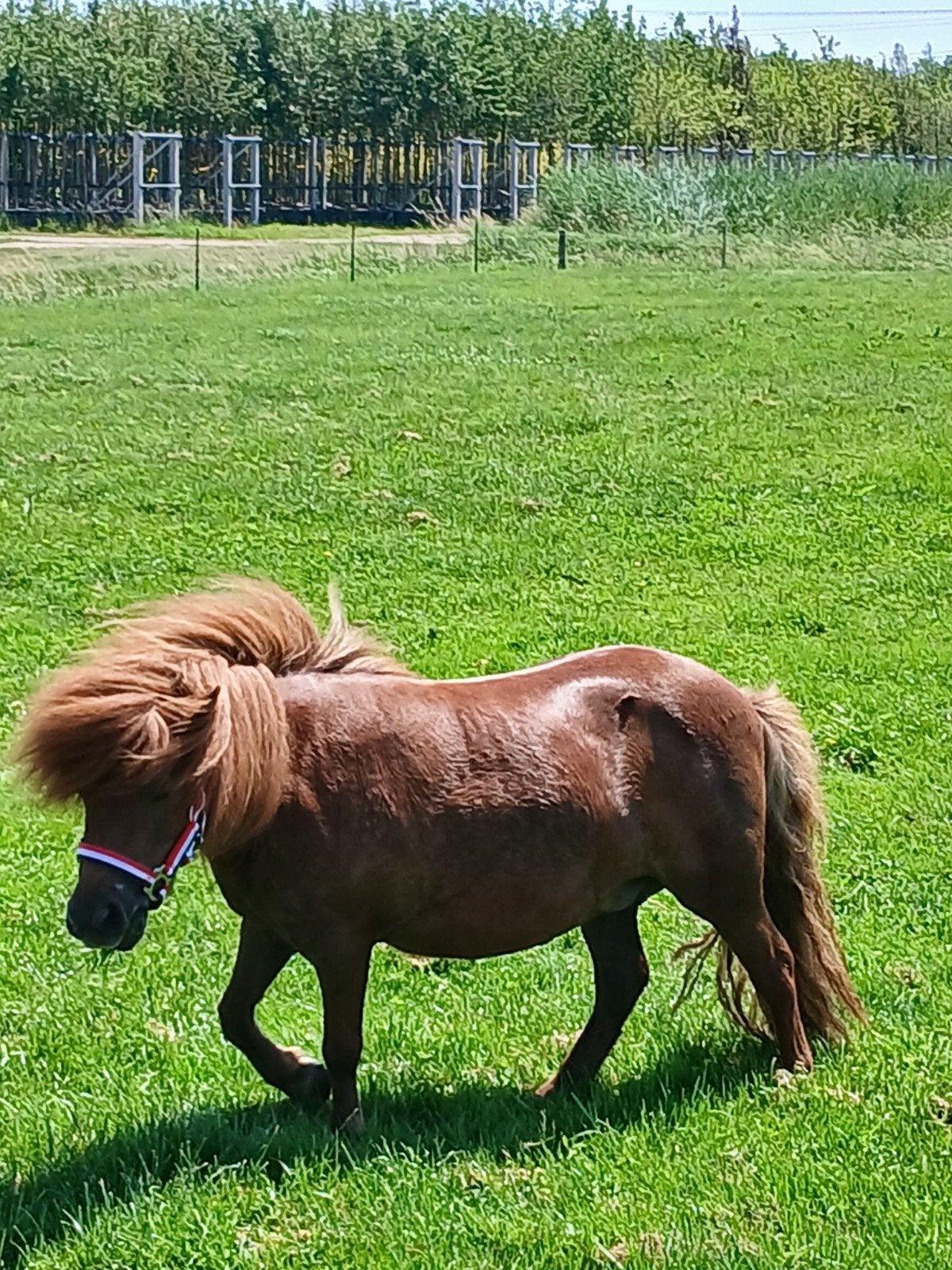 te koop een mooie mini stamboek vos merrie, Dieren en Toebehoren, Pony's, Merrie, A pony (tot 1.17m), Met stamboom