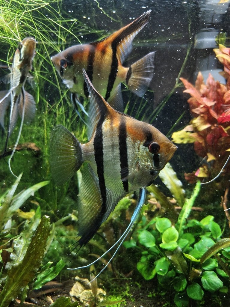 Volwassen Maanvissen (Pterophyllum scalare) ALTUM, Dieren en Toebehoren, Vis, Zoetwatervis, Schoolvis
