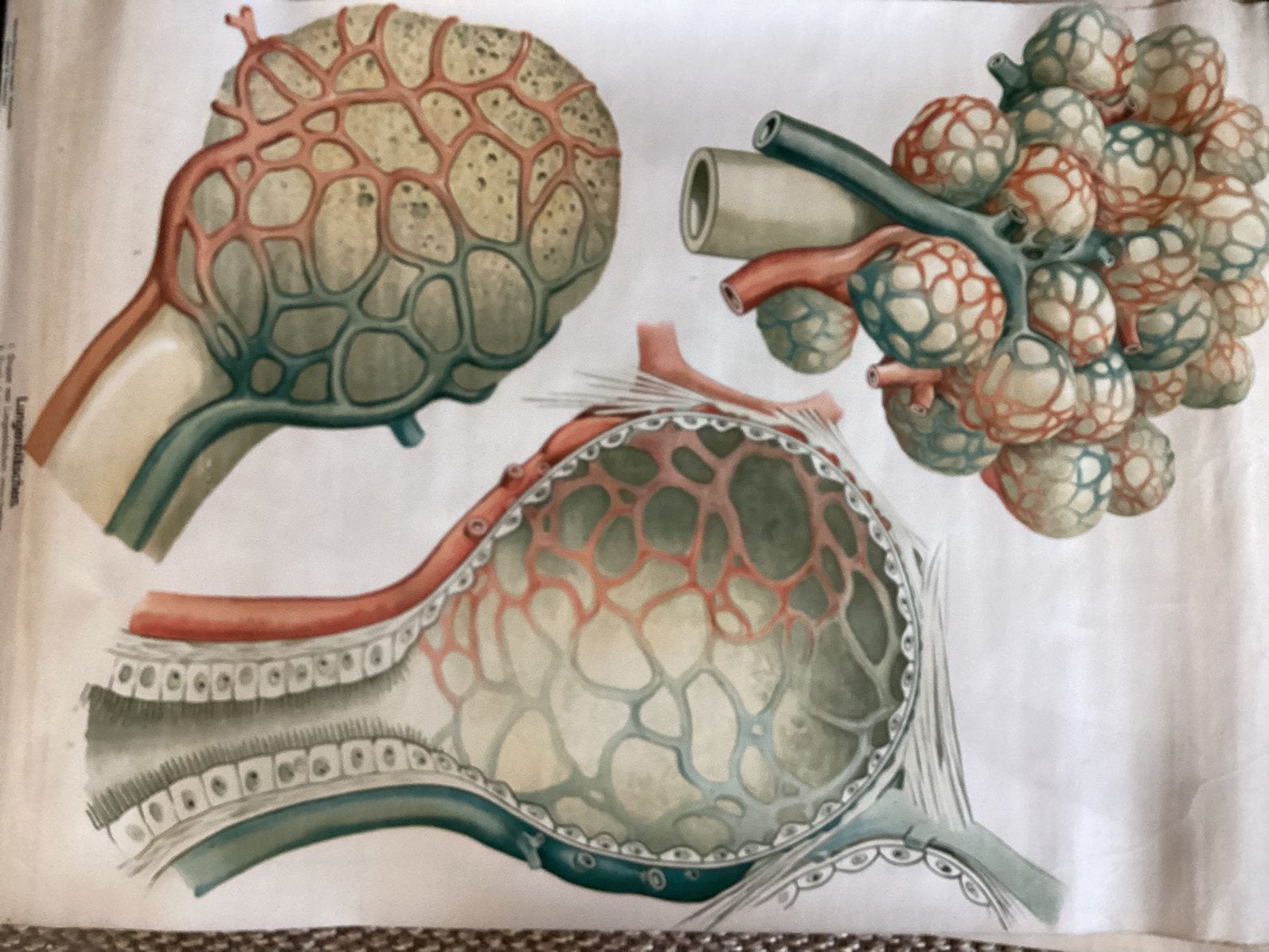 ANTIEKE MEDISCHE SCHOOLPLATEN, Antiek en Kunst, Ophalen, Natuur en Biologie