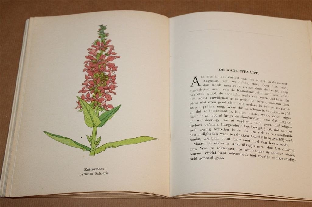 Plantentypen ca. 1910 — Keijzers Koffie Reclameboek, Ophalen of Verzenden, Gelezen