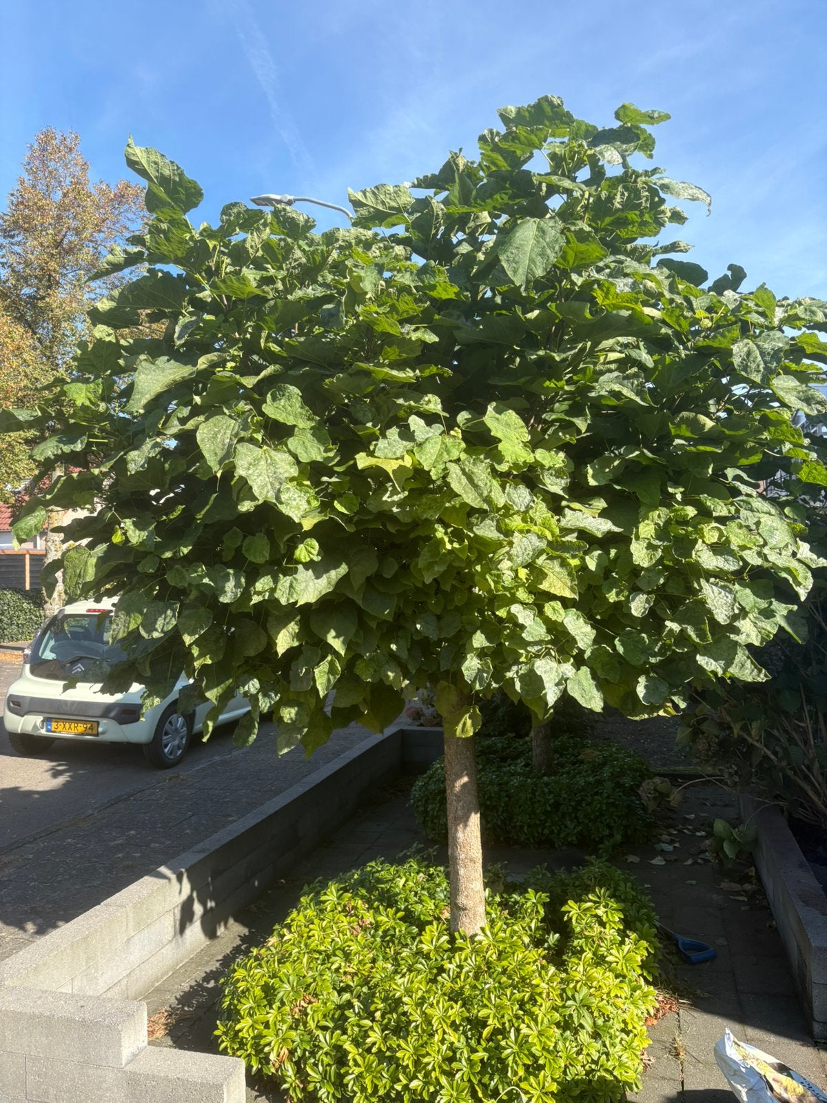 Twee bolcatalpa’s/boltrompetbomen, Tuin en Terras, Bloeit niet, Halfschaduw, 250 tot 400 cm, Ophalen