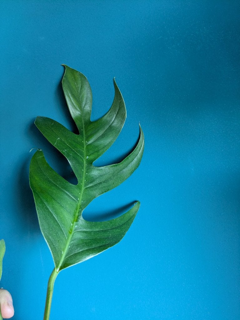 Epipremnum Pinnatum Baltic Blue stek, Ophalen of Verzenden, Volle zon, Minder dan 100 cm