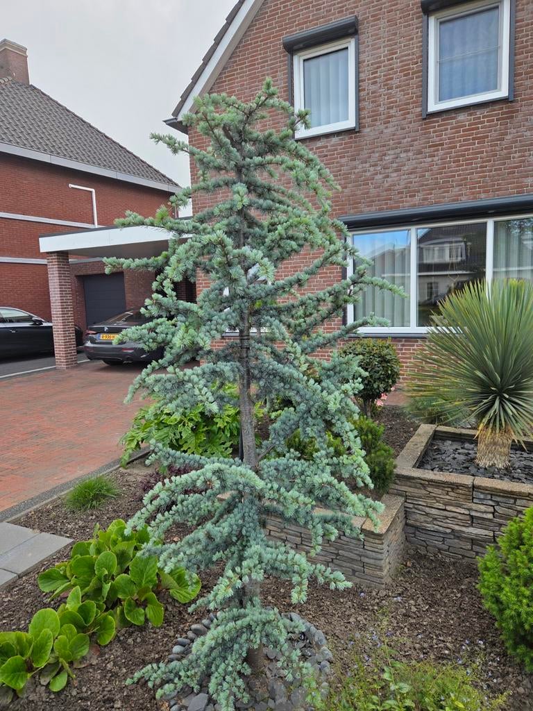 Gezonde Ceder Cedrus Boom - 2.20 cm hoog, Tuin en Terras, Planten | Bomen, Ophalen, Volle zon, Overige soorten