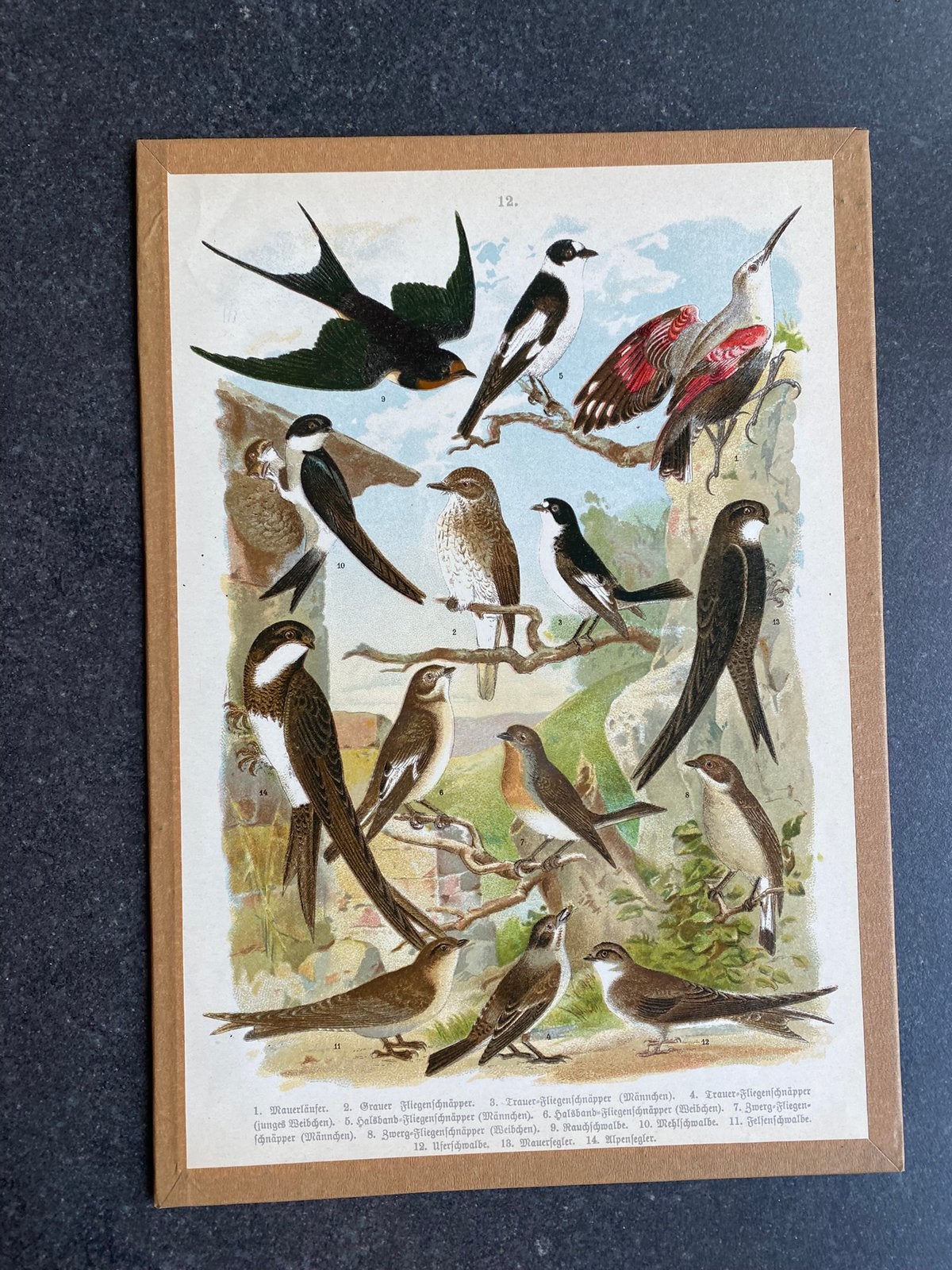 Vele prenten zangvogels 20x29 cm pst 5 euro, Ophalen of Verzenden, Natuur en Biologie