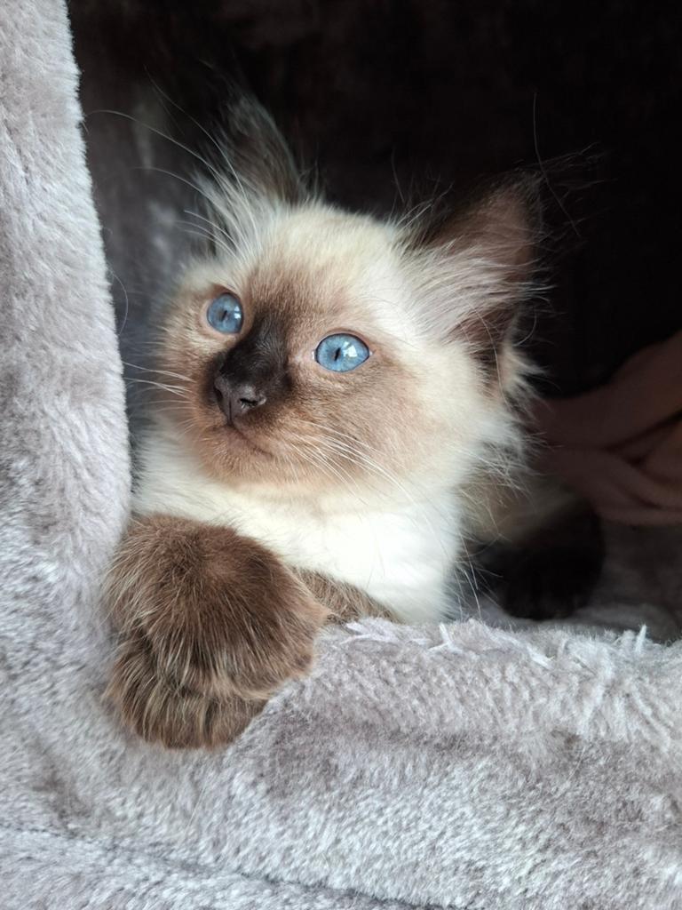 Prachtige Chocolate Point Ragdoll kitten met stamboom, Kater, Met stamboom