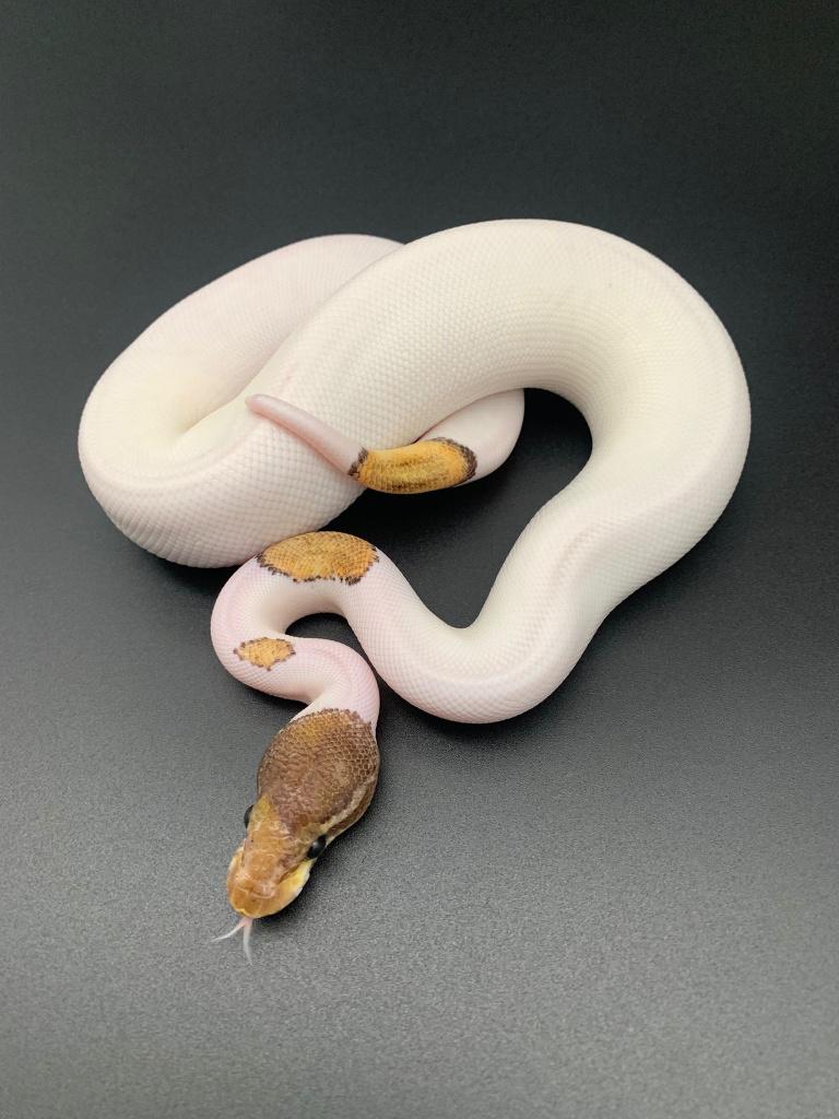 0.1 mojave piebald python regius, Slang, Tam, 0 tot 2 jaar