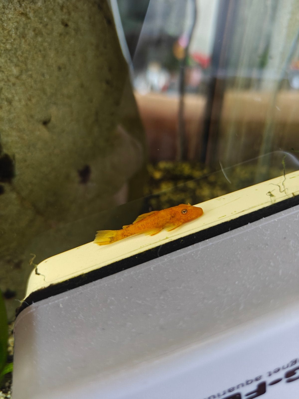 Oranje ancistrus/ oranje algeneters/ orange algae eater, Vis, Zoetwatervis