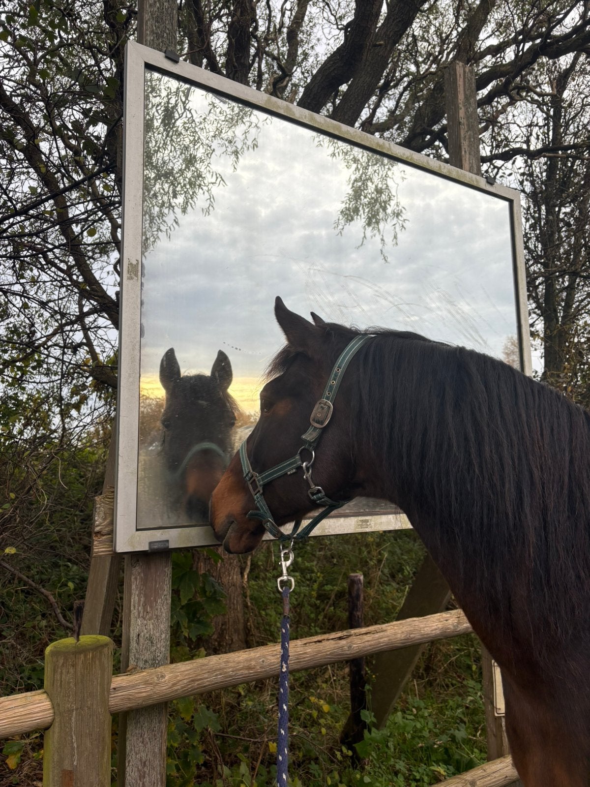Lieve 13 jarige ruin te koop, Dieren en Toebehoren, E pony (1.48m - 1.57m), Ruin, 11 jaar of ouder, Ingeënt