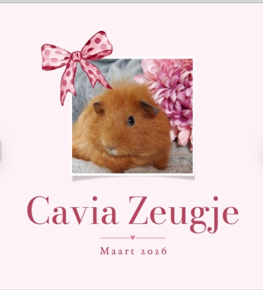 Gezonde, Raszuivere, Lieve, Tamme cavia, Vrouwelijk, Tam, Maart, Cavia