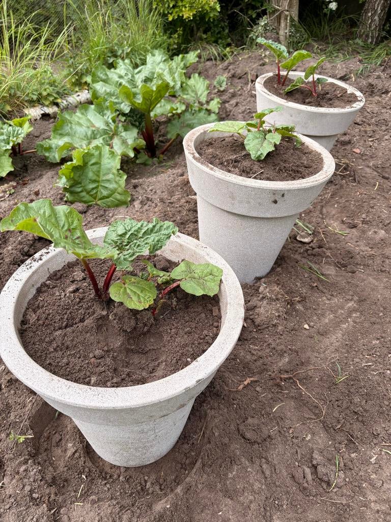Rabarber in decoratieve pot voor balkon of tuin, Ophalen, Vaste plant, Groenteplanten, Volle zon