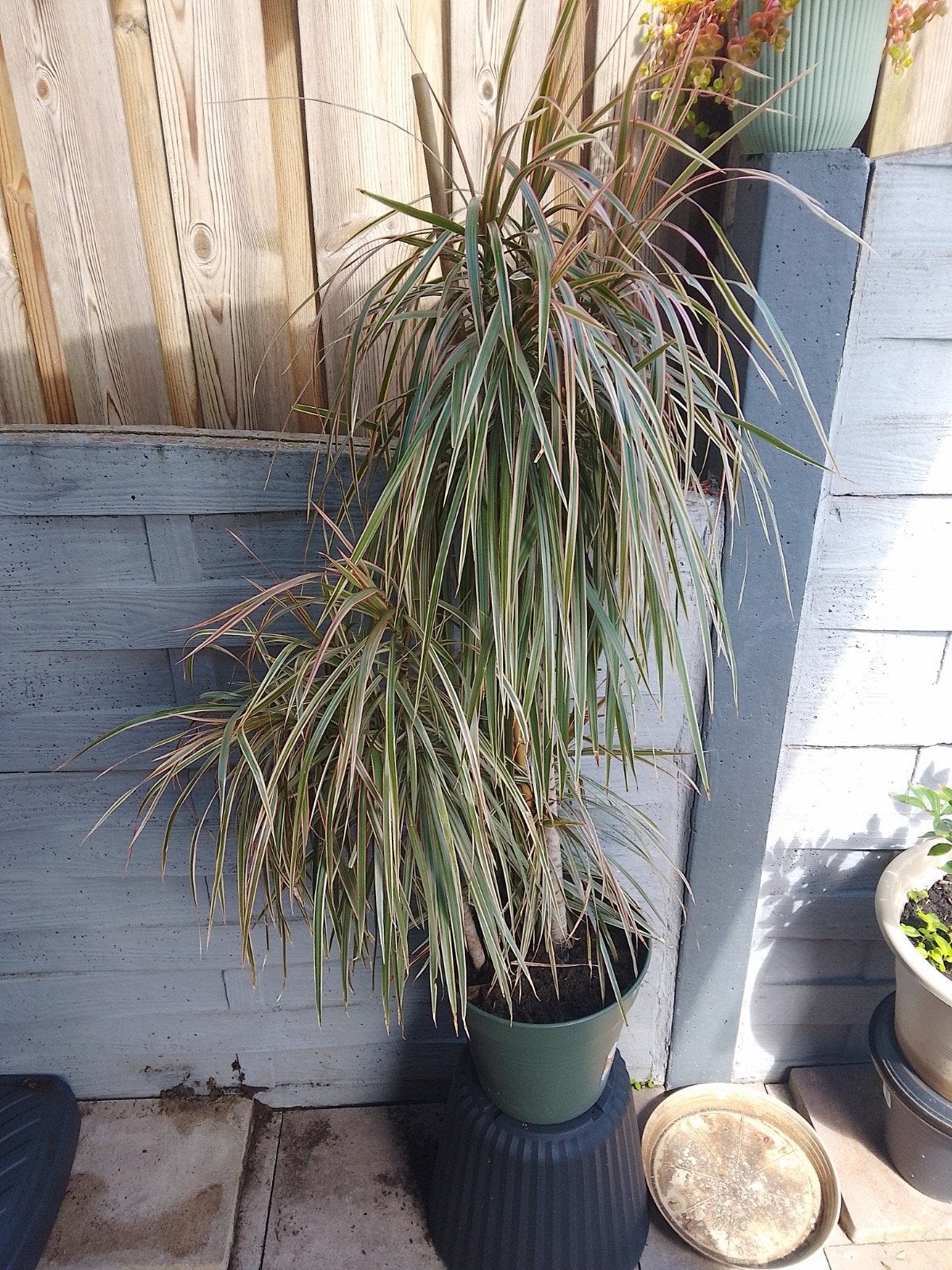 Dracaena Marginata - Drakenbloedboom, Ophalen of Verzenden