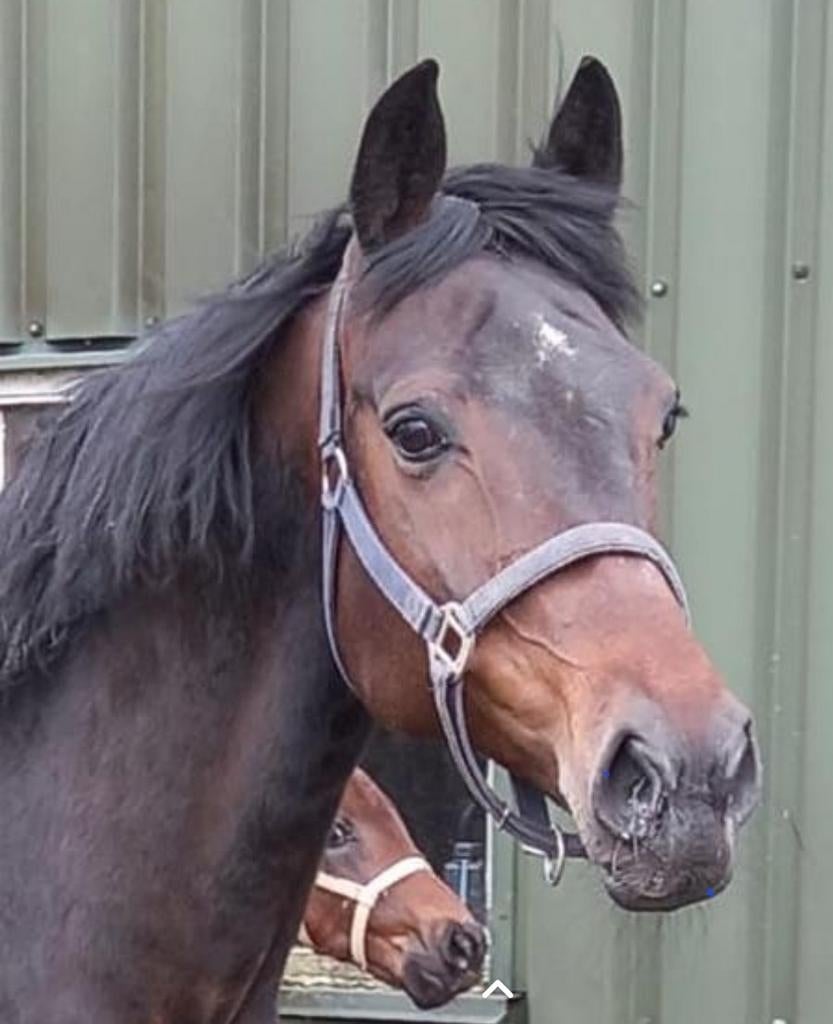 Top merrie te koop!, Merrie