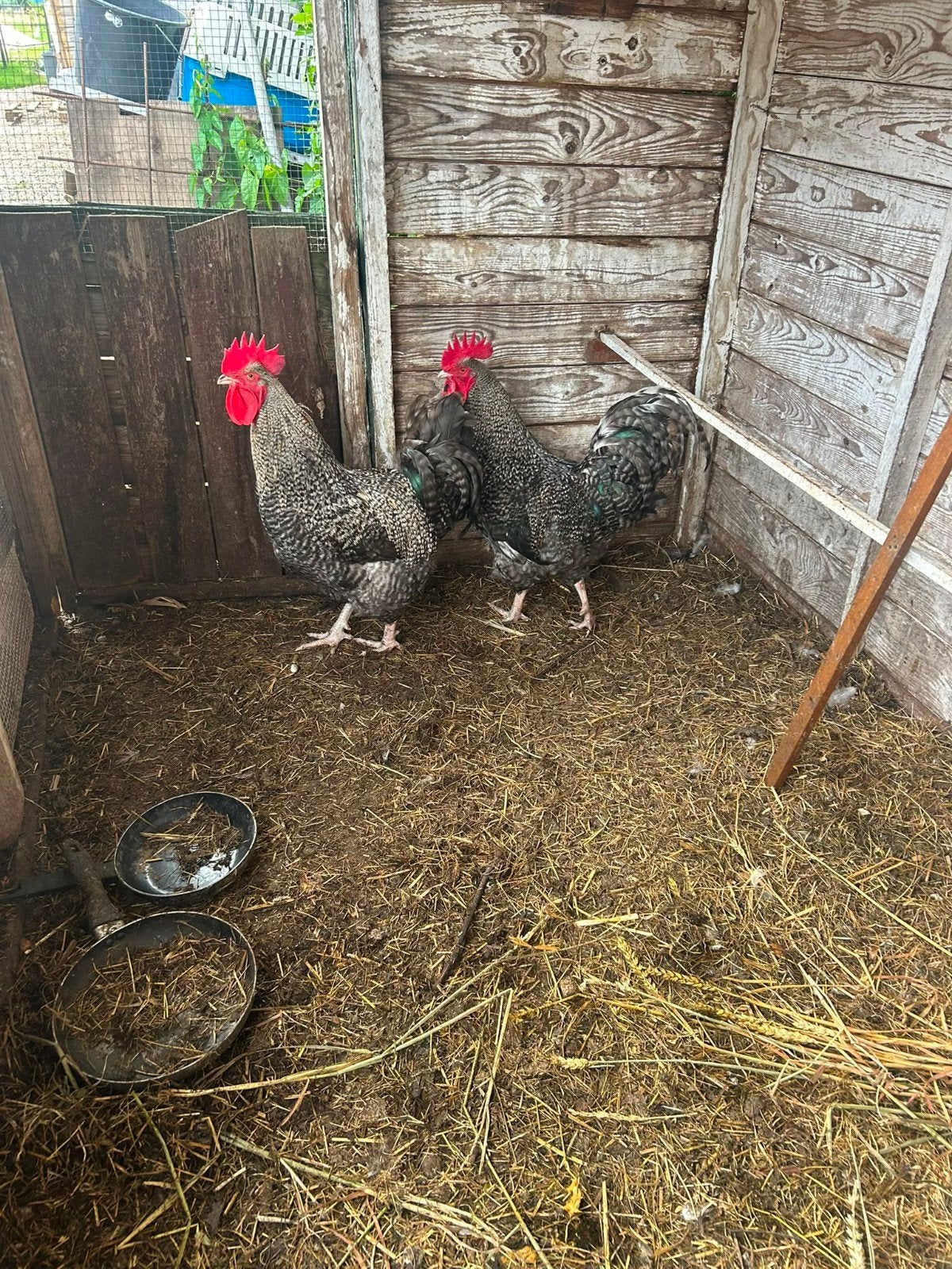 2 Prachtige Koekoek Hanen, Dieren en Toebehoren, Mannelijk, Kip