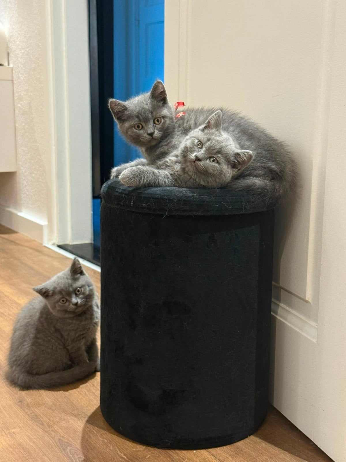 Britse Kortharen – Liefdevolle kittens, Meerdere dieren, Ontwormd, 0 tot 2 jaar