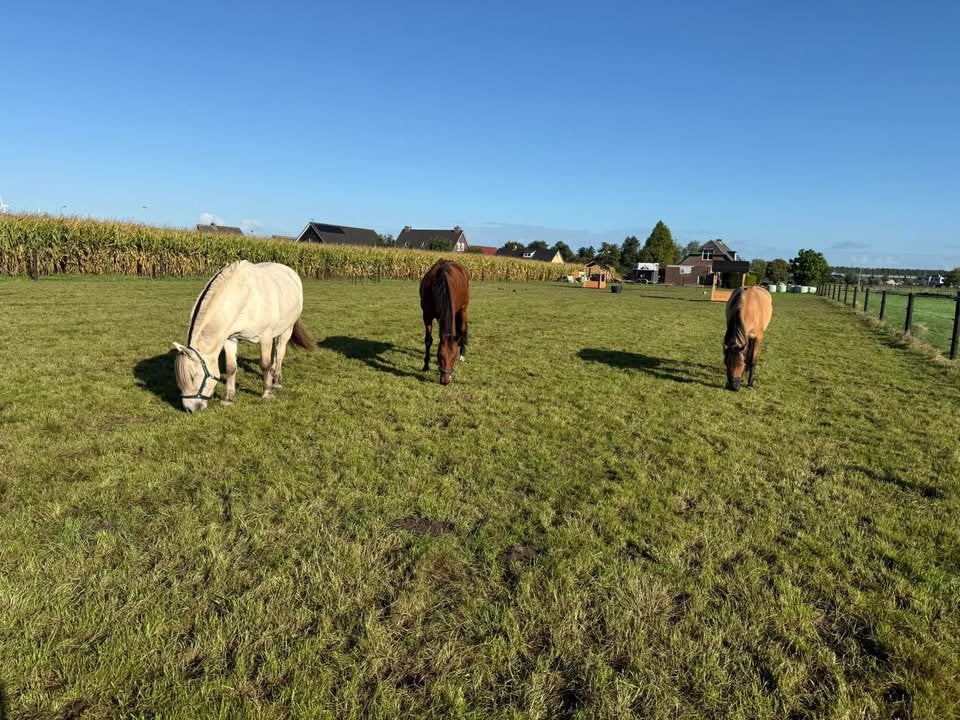 Hattem: plek voor sociale merrie(s) of ruin(en) 24/7 buiten, Stalling