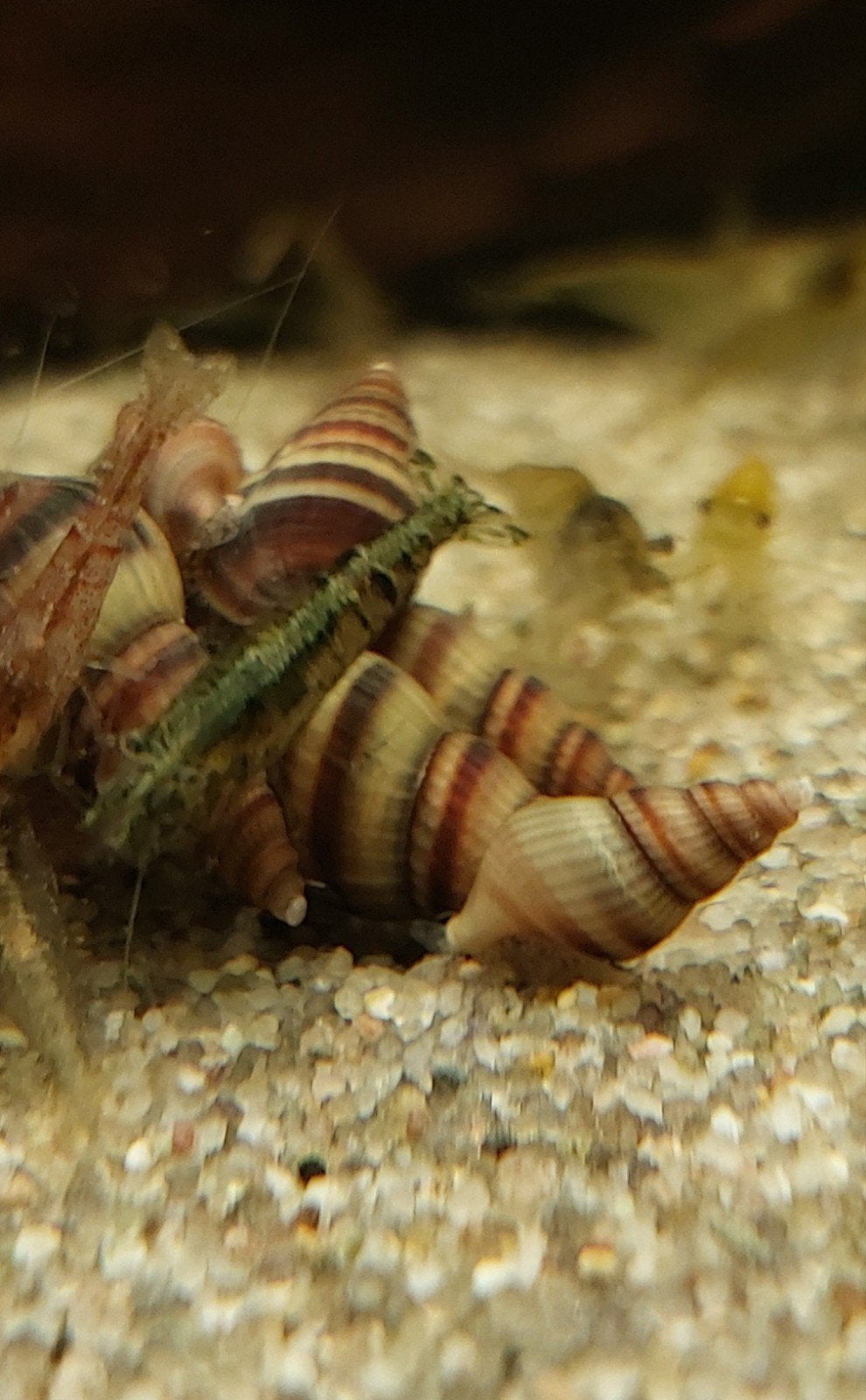 Helena slak. SLAK-ETENDE slak, Dieren en Toebehoren, Vissen | Aquariumvissen, Slak of Weekdier