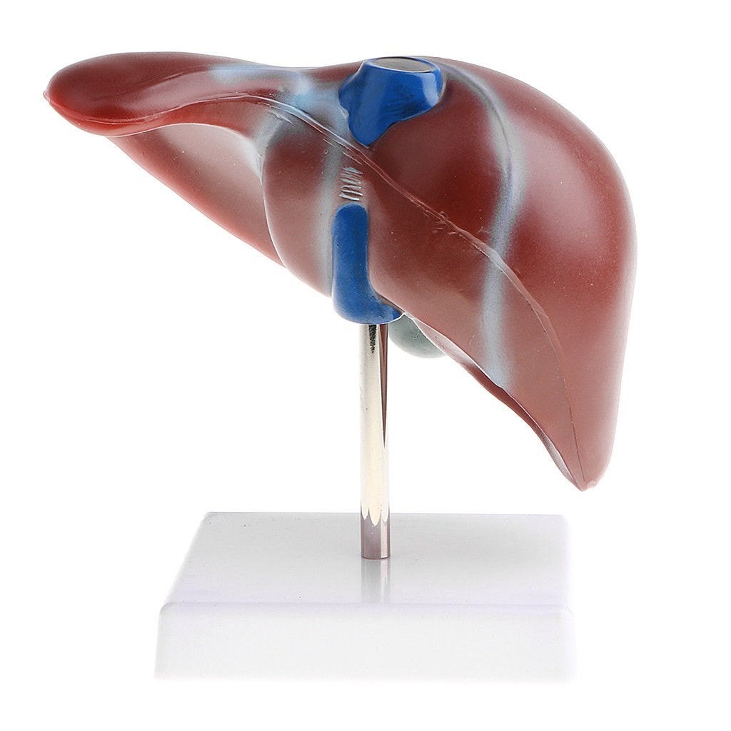Lever Menselijk Anatomie Model / School Orgaan Medisch, Verzenden, Nieuw