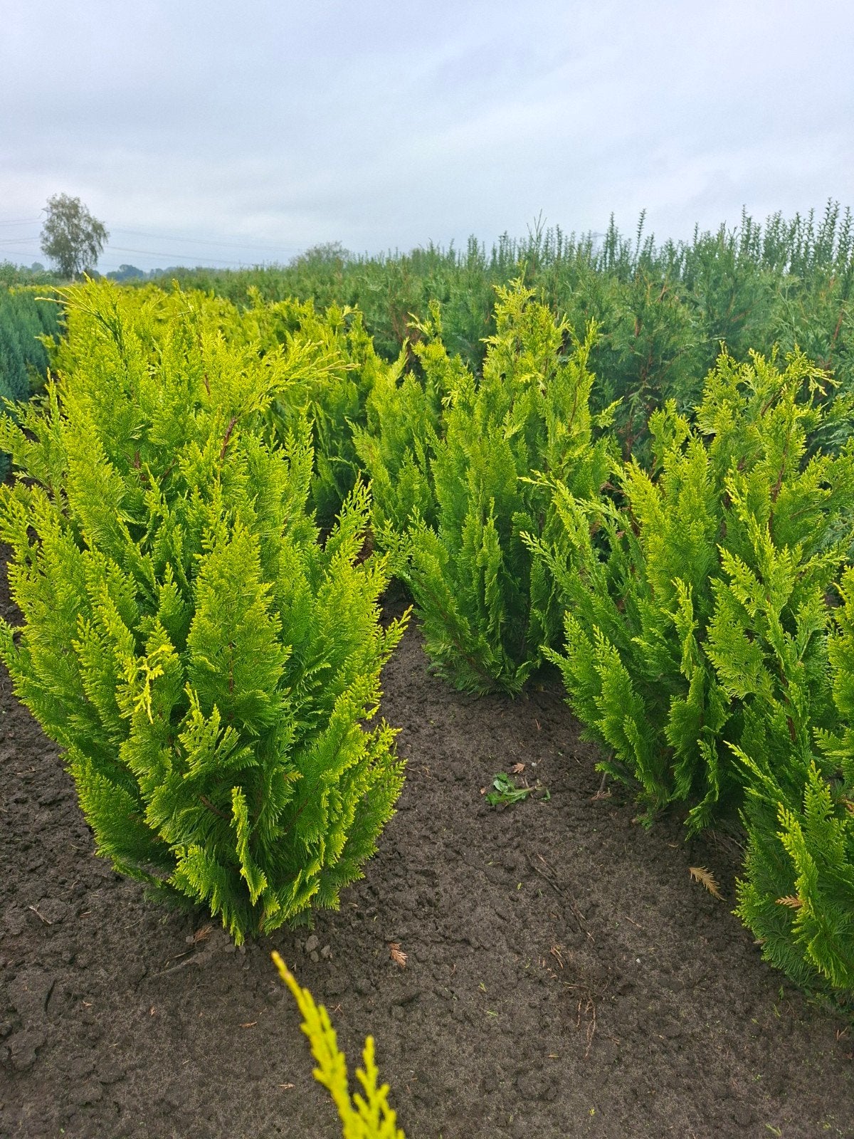 conifeer, Chamaecyparis Lawsoniana Yvonne, Ophalen of Verzenden, Conifeer, 100 tot 250 cm