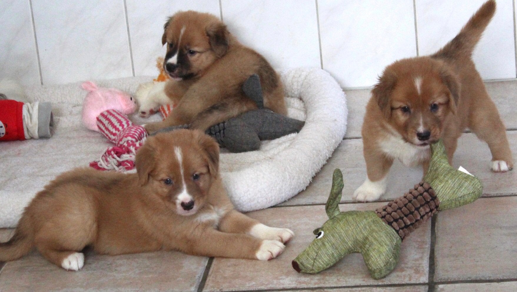 Nova scotia duck tolling retriever x Border collie pups, Nederland, Labrador retriever, Meerdere, Meerdere dieren