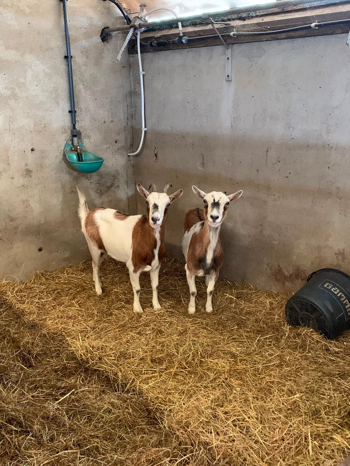 2 geiten te koop, Vrouwelijk, Geit