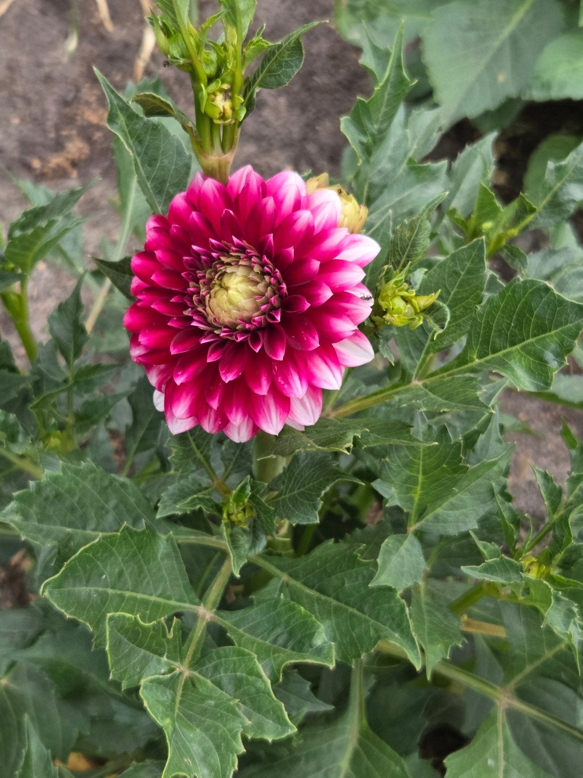 Dahlia s te koop of te ruil, Tuin en Terras, Bloembollen en Zaden, Ophalen, Volle zon, Knol