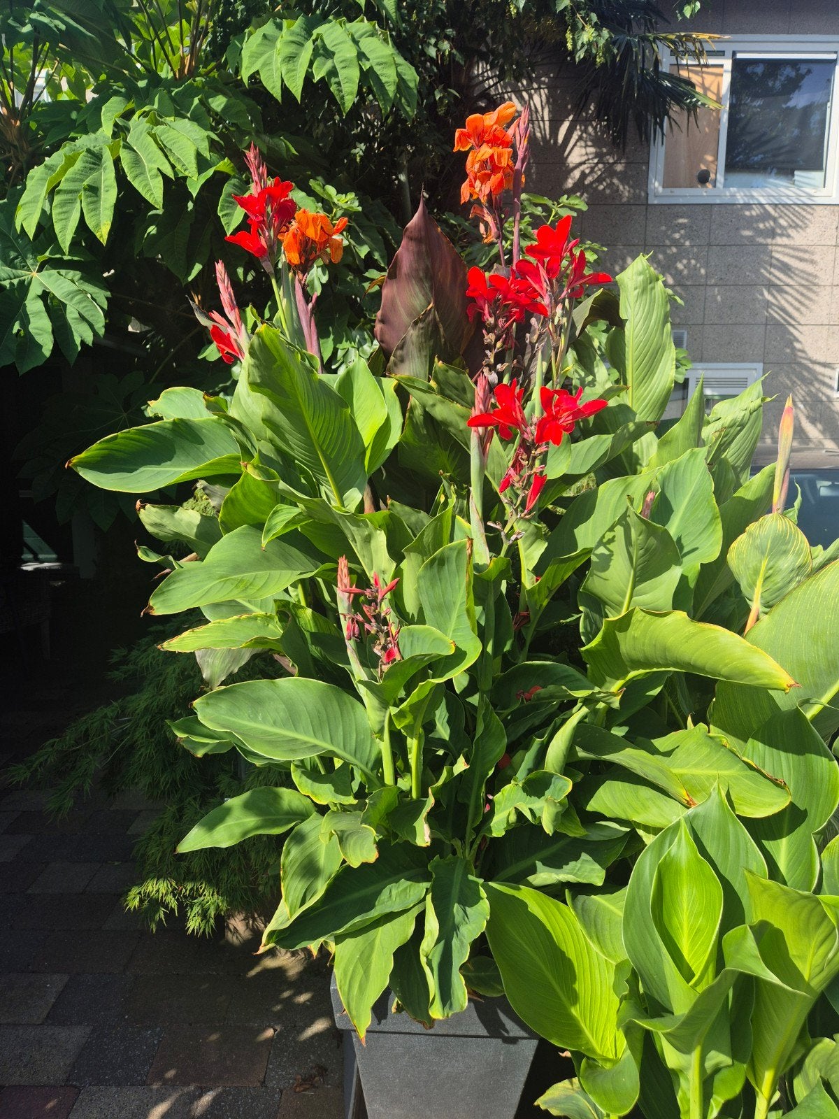 Mooie canna lelie canna planten knollen, Overige soorten, 100 tot 250 cm, Zomer, Ophalen