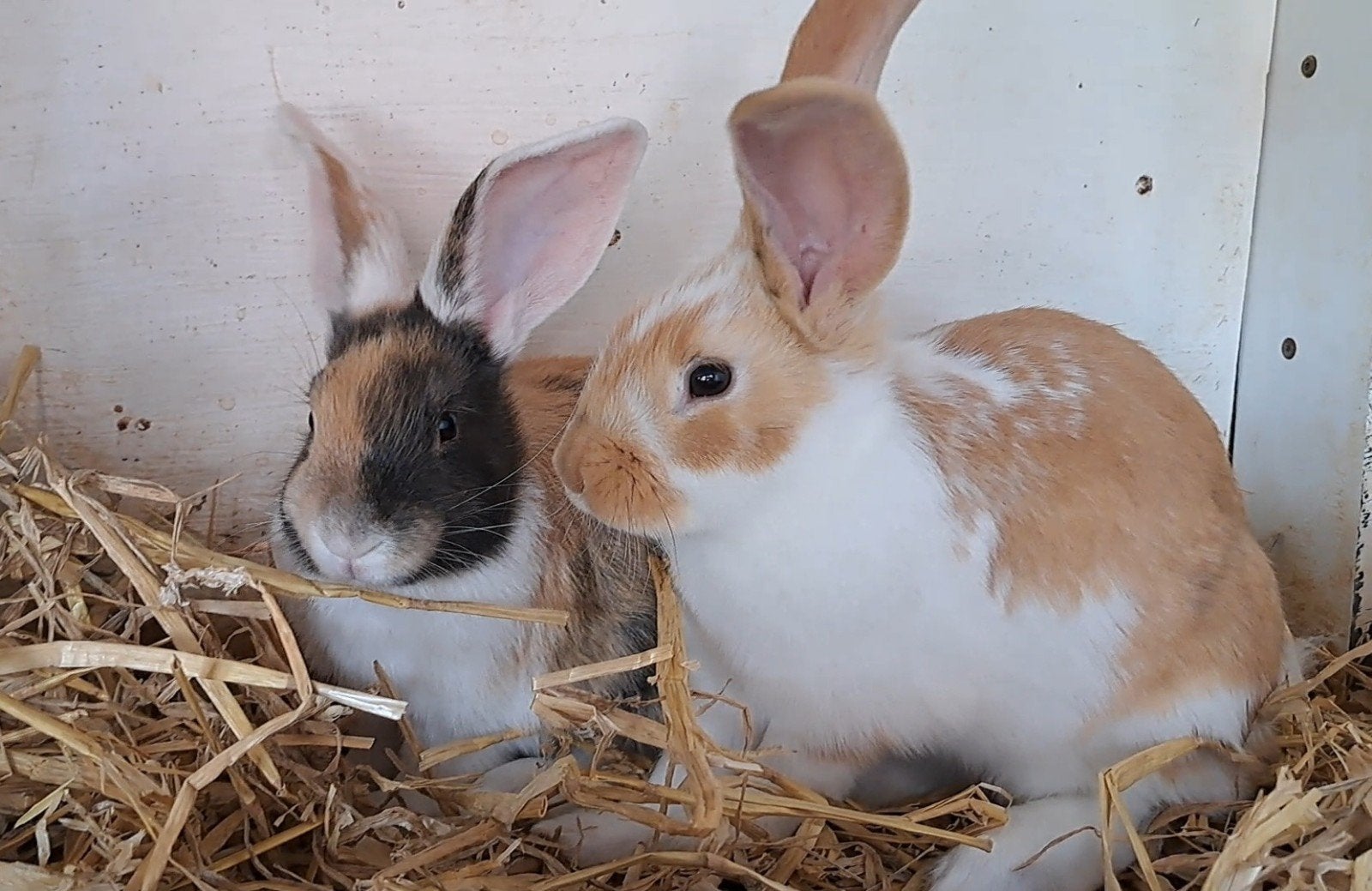 7 tamme jonge konijnen, prachtige bonte kleurtjes, Dieren en Toebehoren, Konijnen, Meerdere dieren, Middelgroot, 0 tot 2 jaar