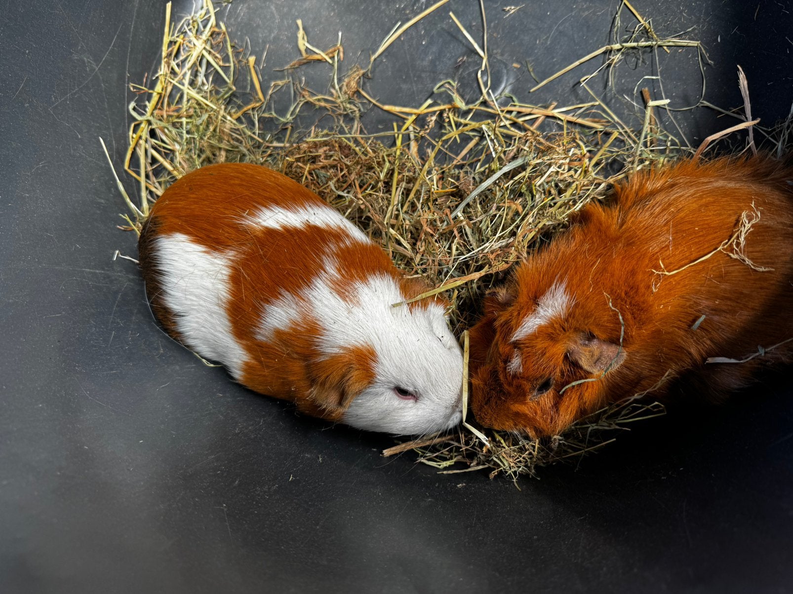 Cavia zeugjes en beertjes, Meerdere dieren, Tam, Maart, Cavia